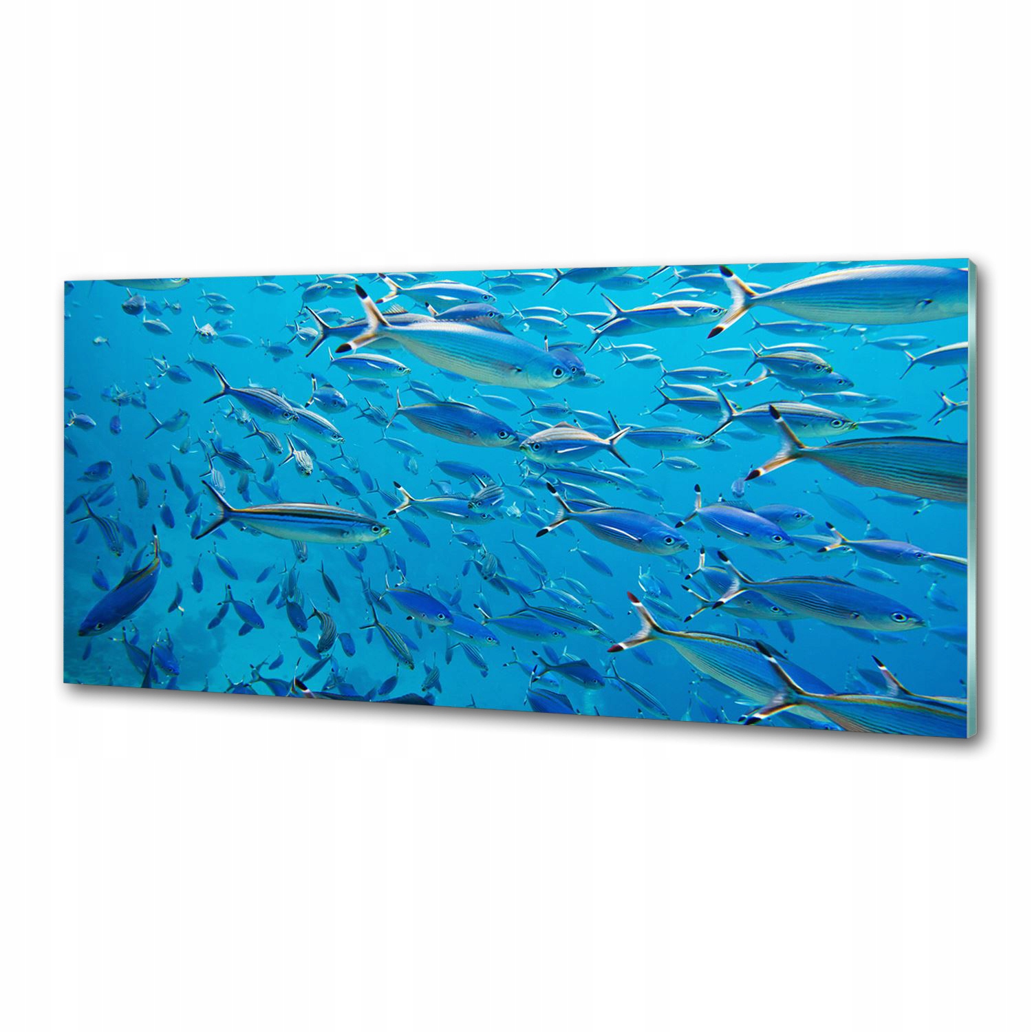 Panel do kuchyne Koralové ryby 125 x 50 cm Lepidlo