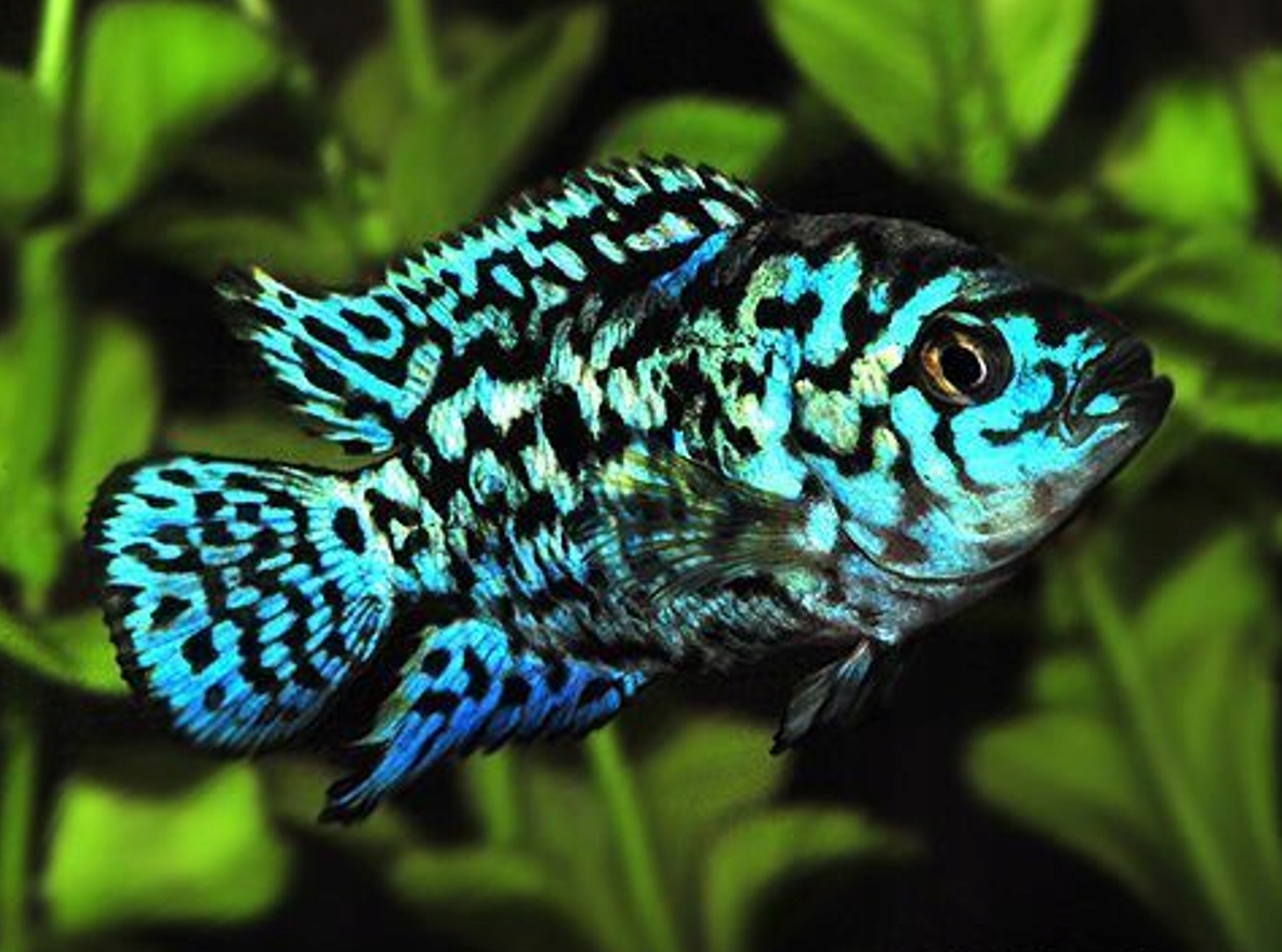 Pielęgnica ELECTRIC BLUE JACK DEMPSEY