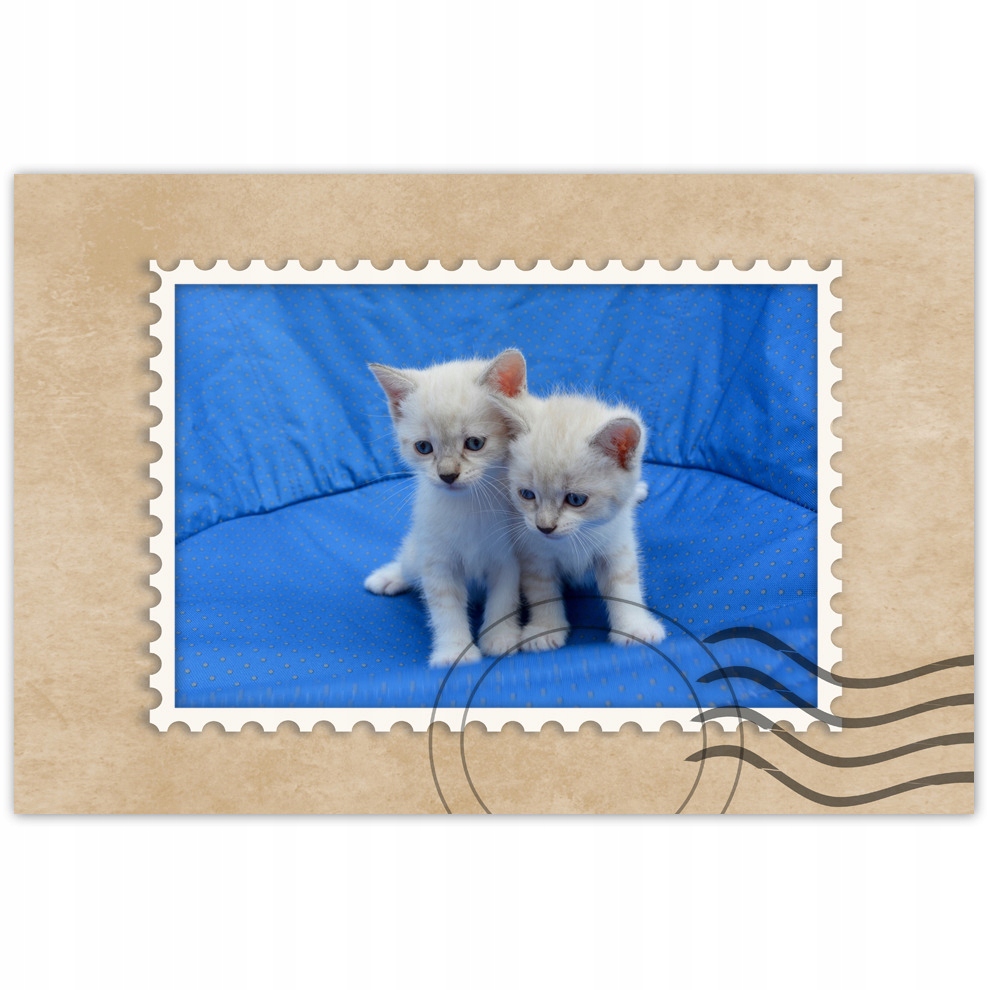 

Plakaty 90x60 Wesołe Kociaki Kocięta