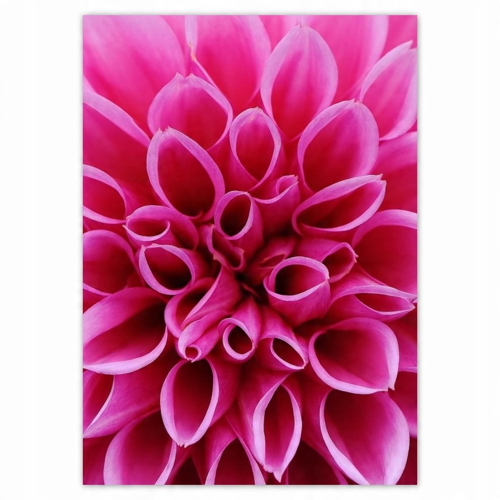 

Naklejki 50x70 Lilia