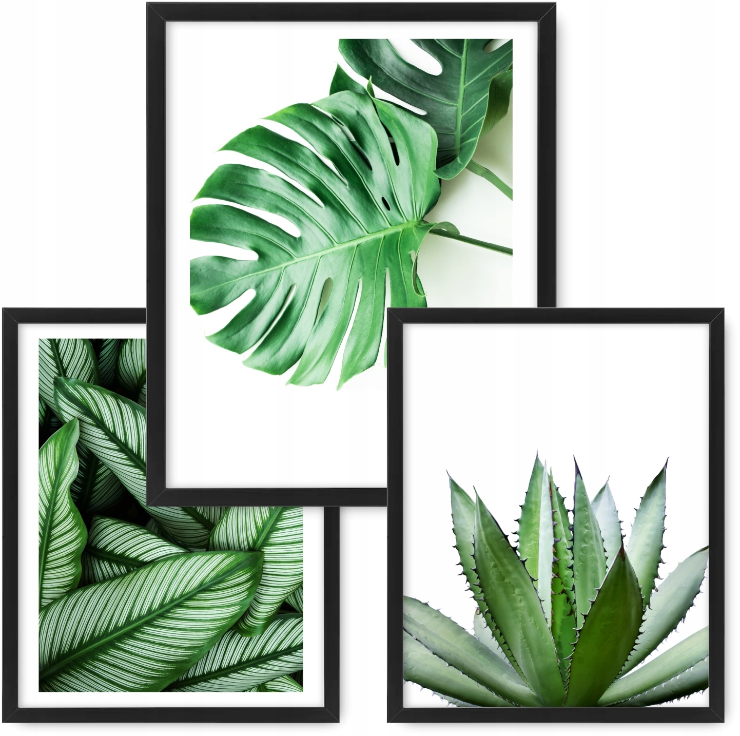 

Zestaw 3 obrazy 53x43 plakaty Monstera rama ikea