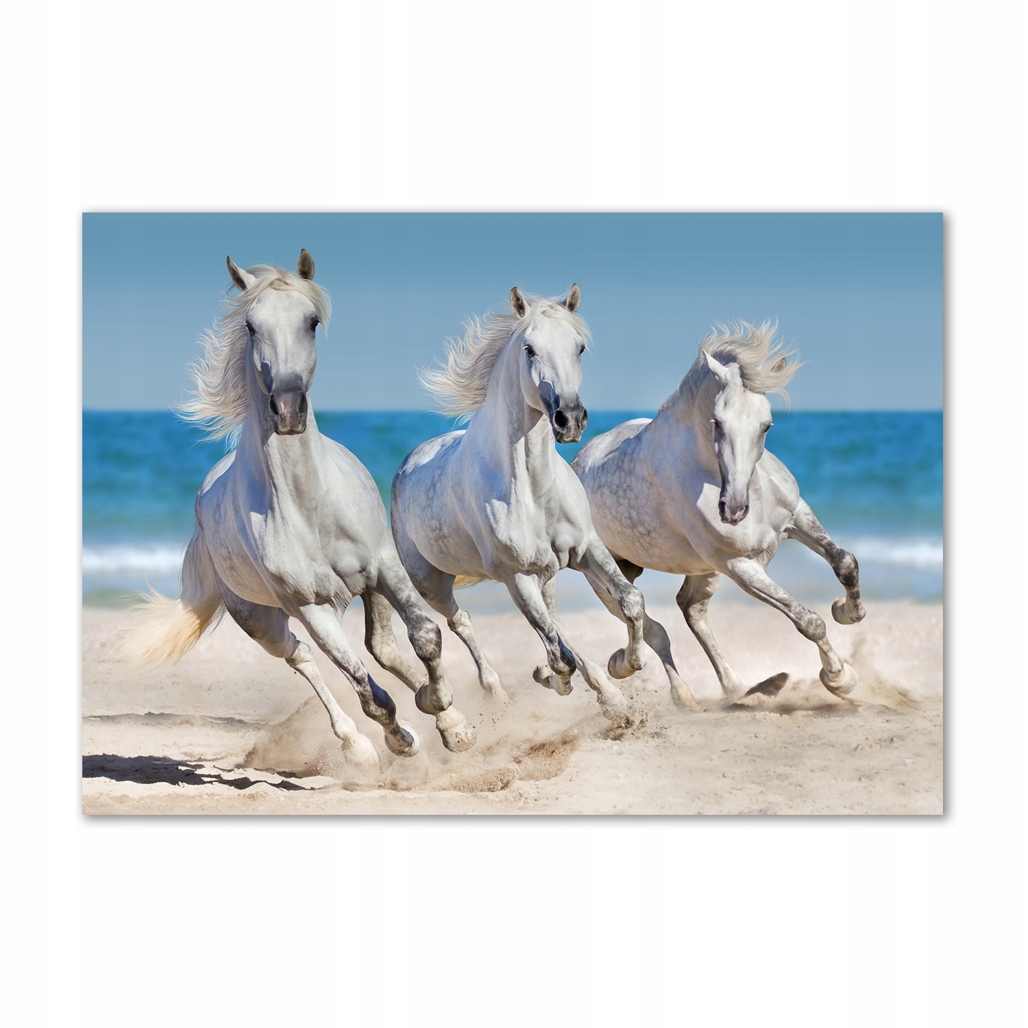 

Foto obraz szkło akryl Białe konie plaża 100x70 cm