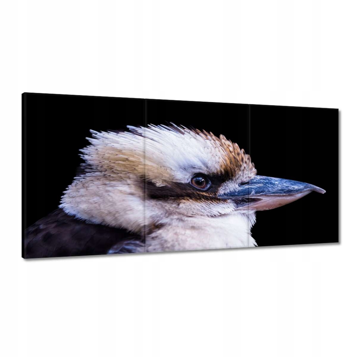 Obrazy 180x90 Kukabura chichotlivý vták