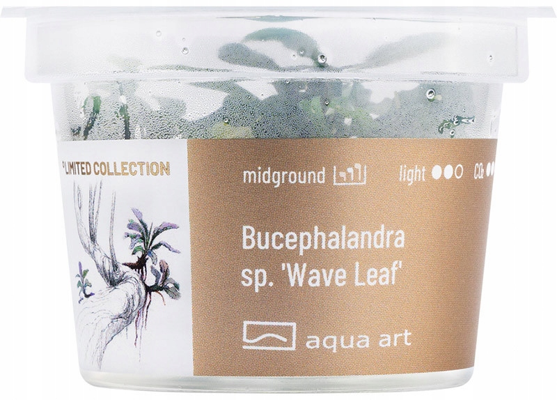 Roślina AquaArt Bucephalandra sp. ’Wave leaf’ kubek 6cm