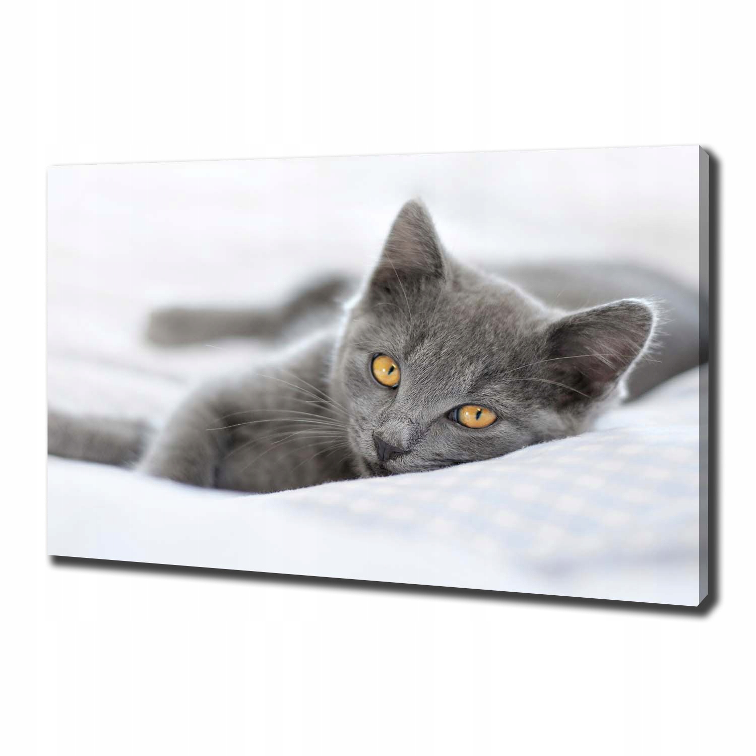 

Foto obraz canvas na ścianę Szary kot 100x70 cm