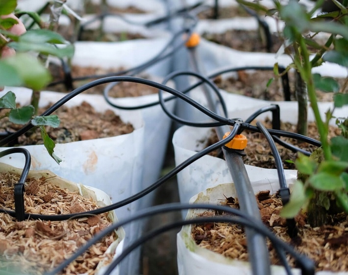 Kroplownik patykowy x2 emiter z kompensacją 8 l/h Marka Water-Close