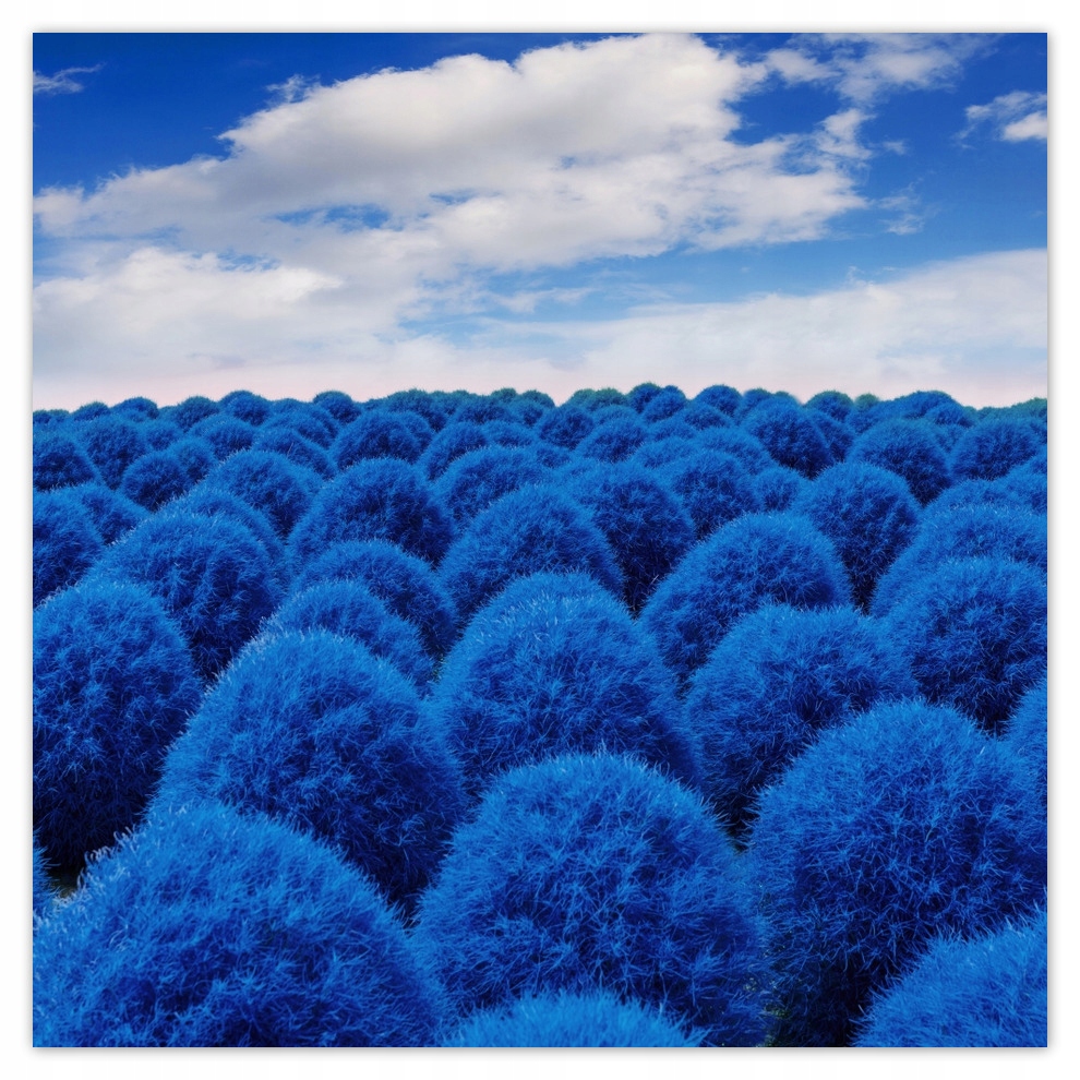 

Fototapety flizelina 312x312 Classic Blue