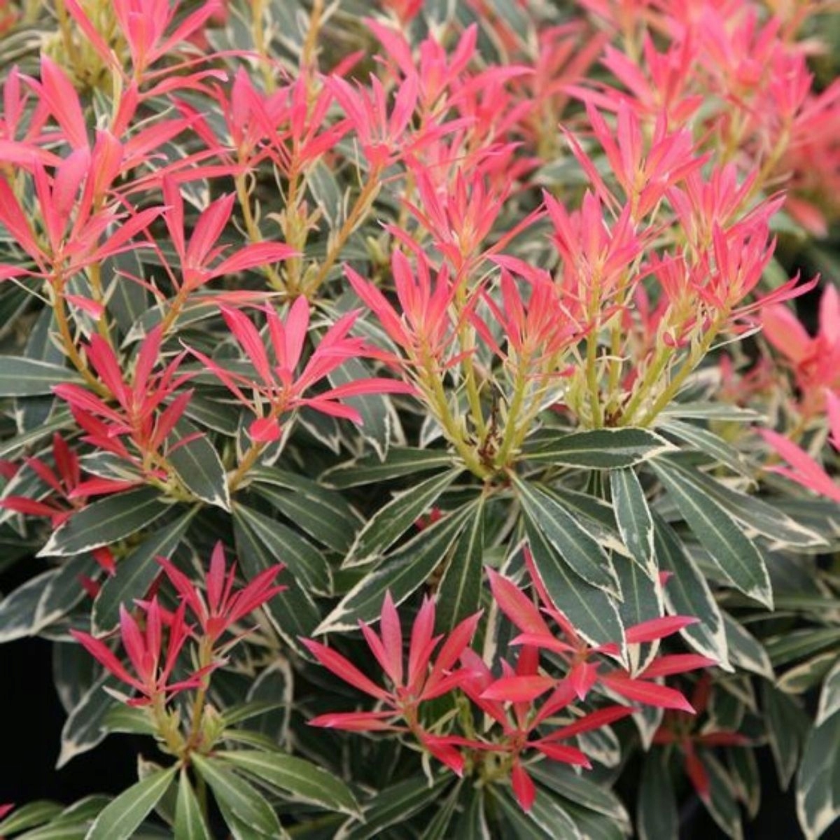 Pieris japoński Flaming Silver (C2)