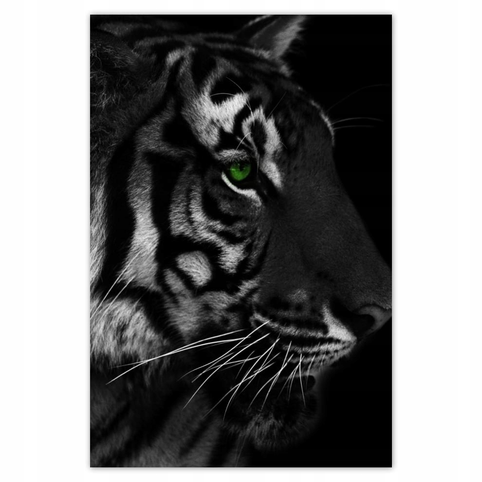 

Plakaty 40x60 Tygrys