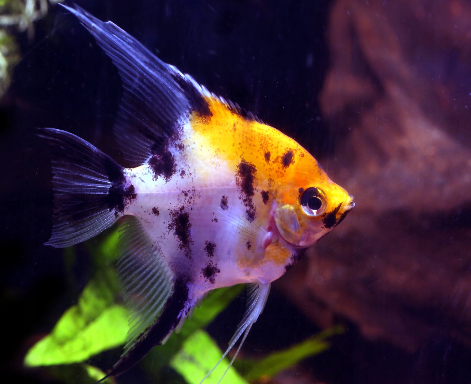 Парусник скаляр разновидность кои-Pterophyllum