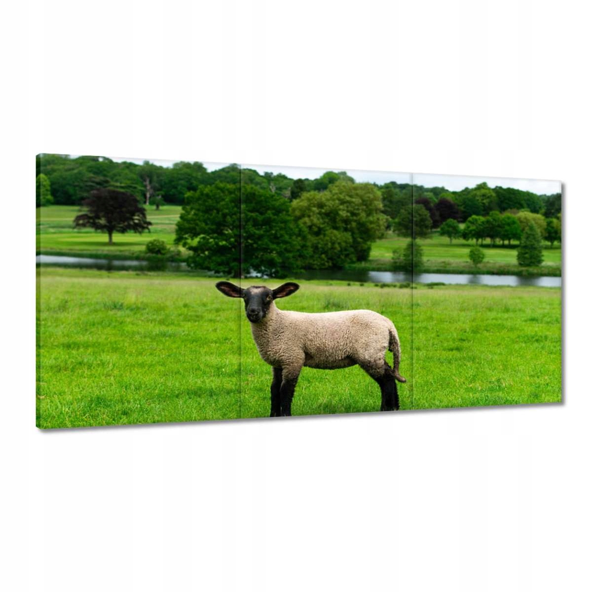 Obrazy 180x90 Pasenie oviec Ovce