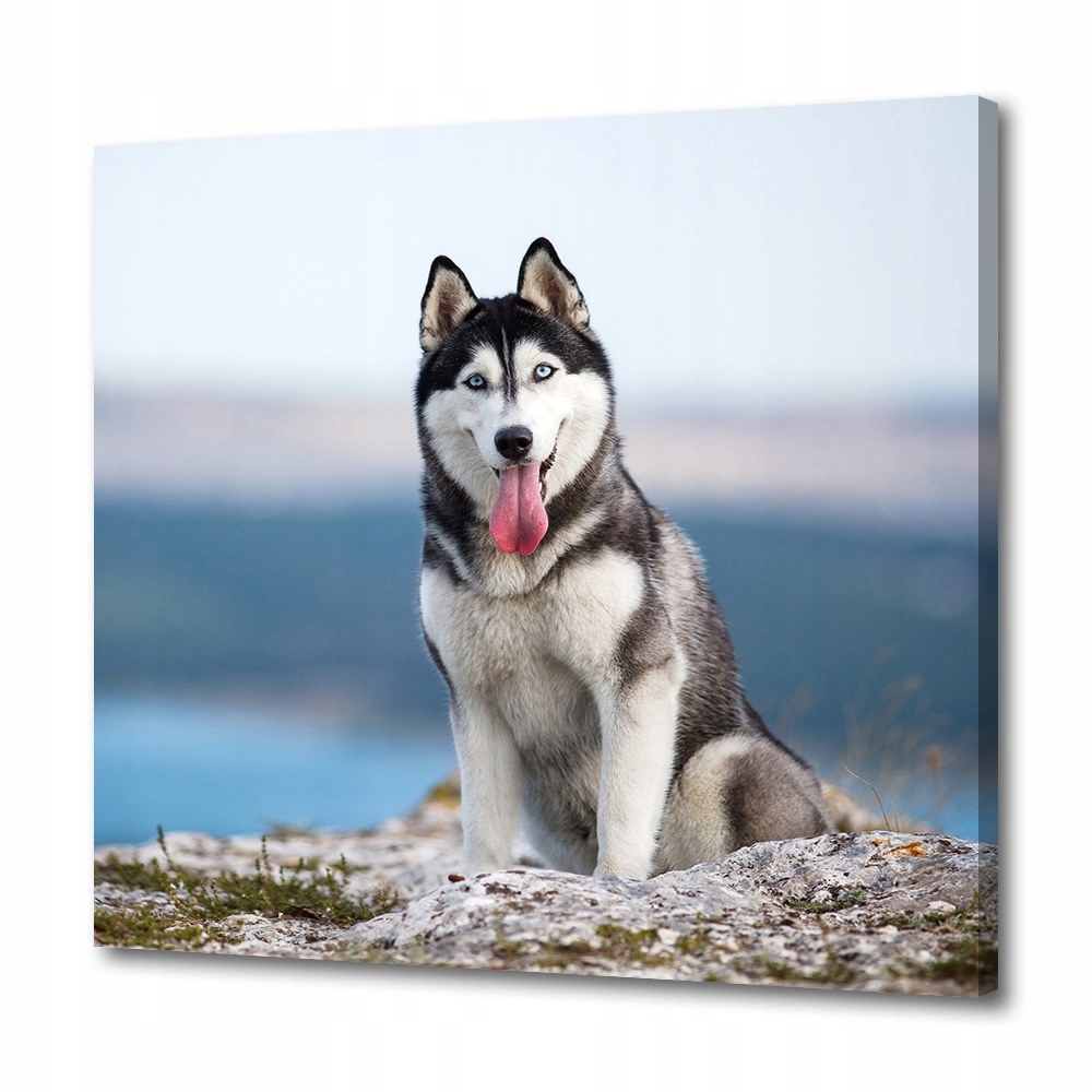 

Foto obraz do salonu Husky syberyjski 40x40