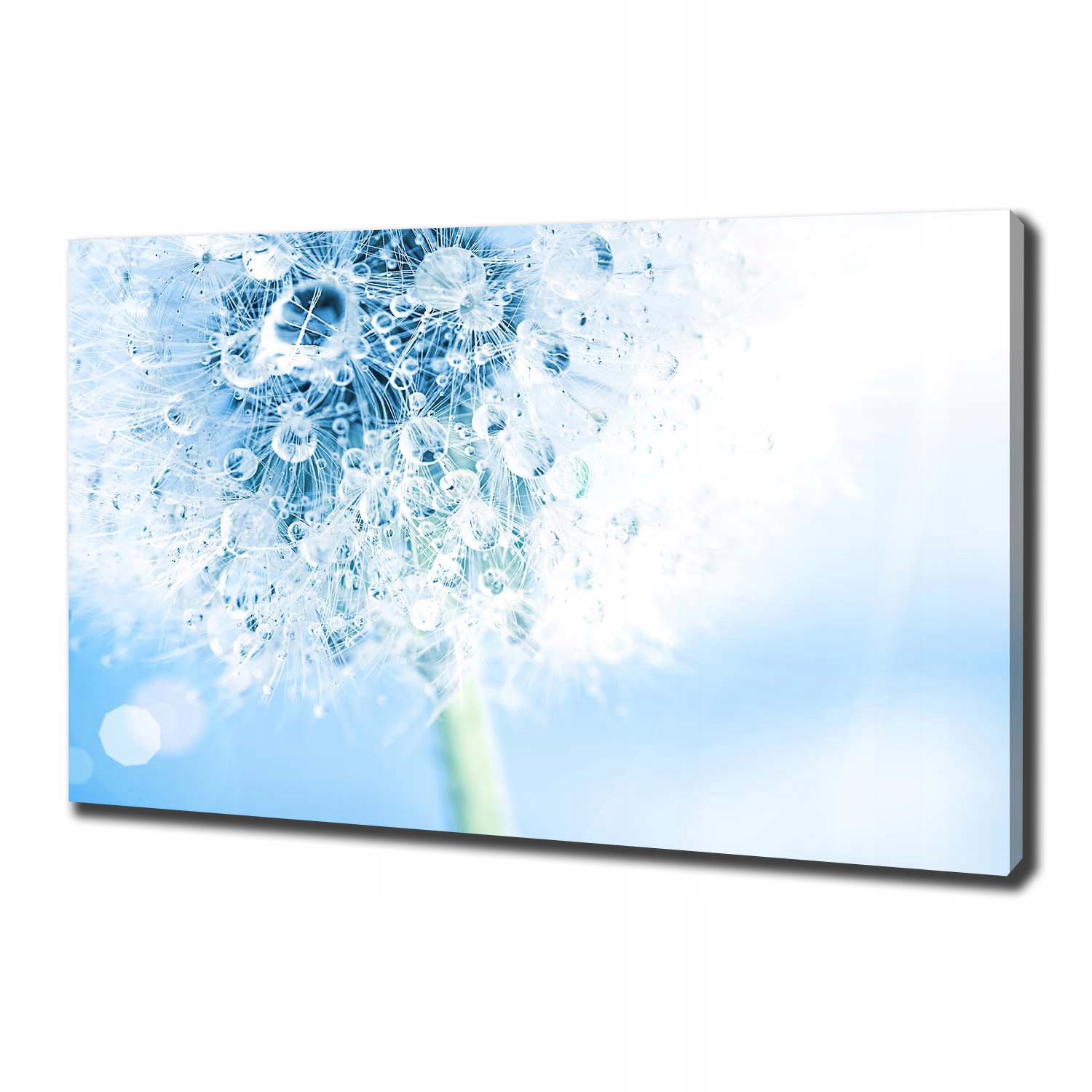 

Foto obraz canvas na ścianę Dmuchawiec 100x70 cm