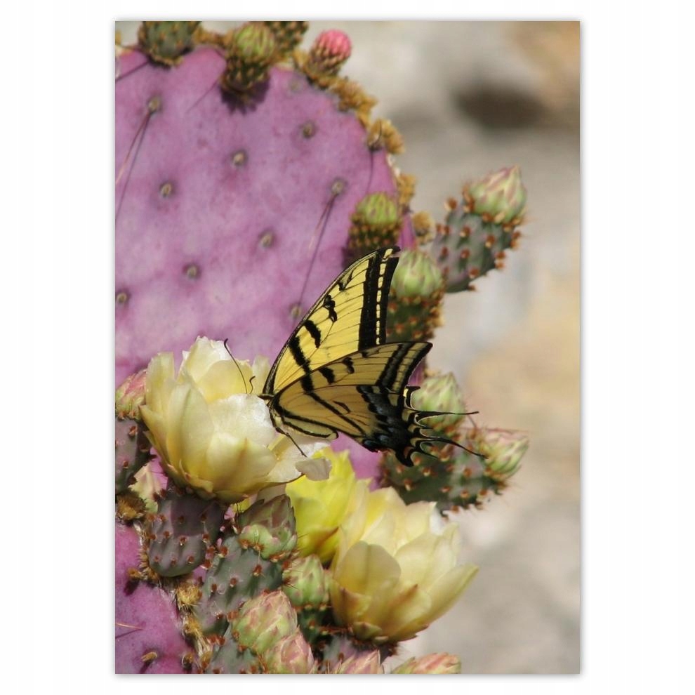 

Naklejki 50x70 Motylek na kaktusie