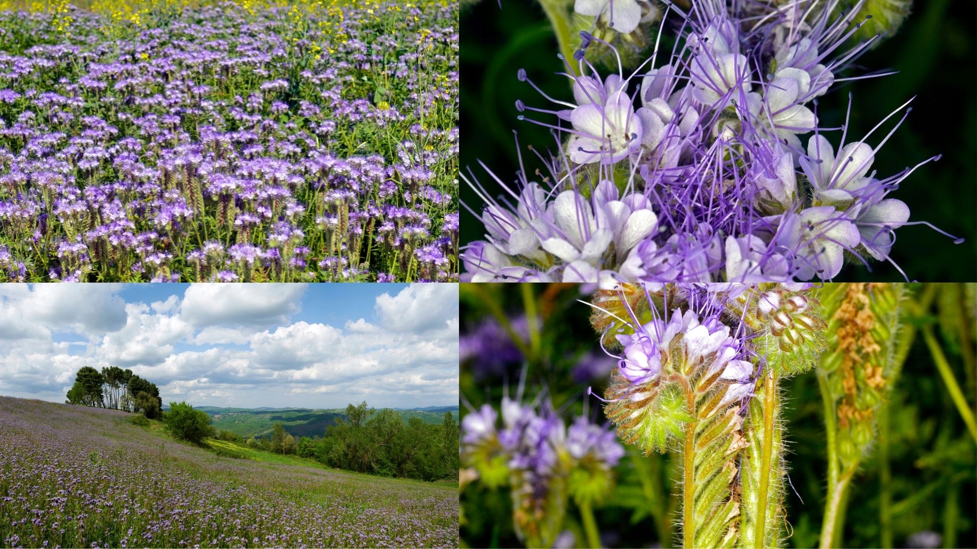 Facelia błękitna na poplon nasiona 25kg Kod producenta 00194