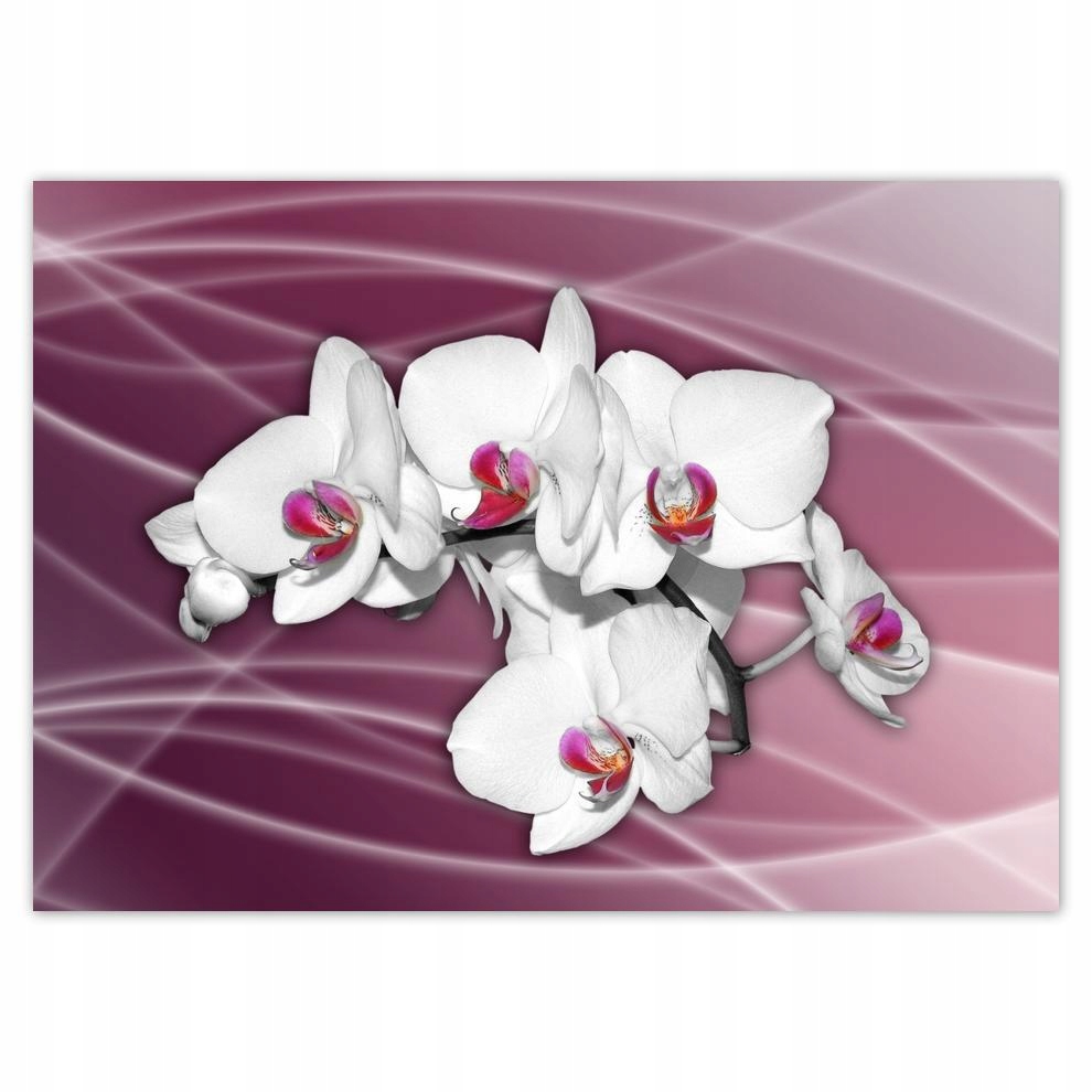 

Plakaty 70x50 Piękna Orchidea Kwiaty