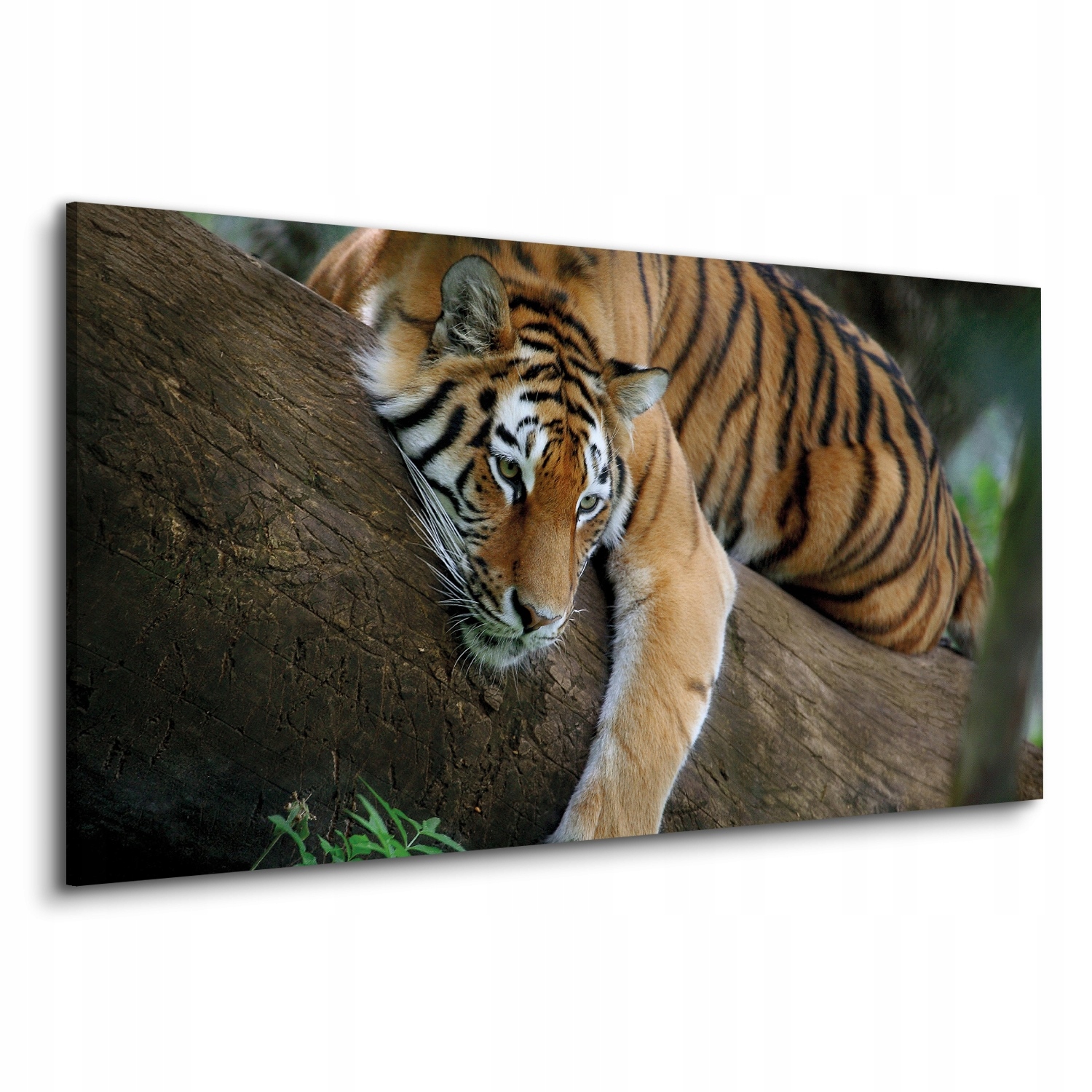 Obrazy tištěné na plátno 120x60 Tygr strom les