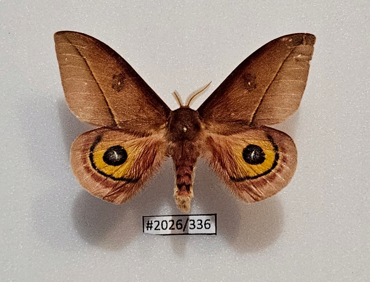 Motyl Automeris ssp. samiec 63mm.
