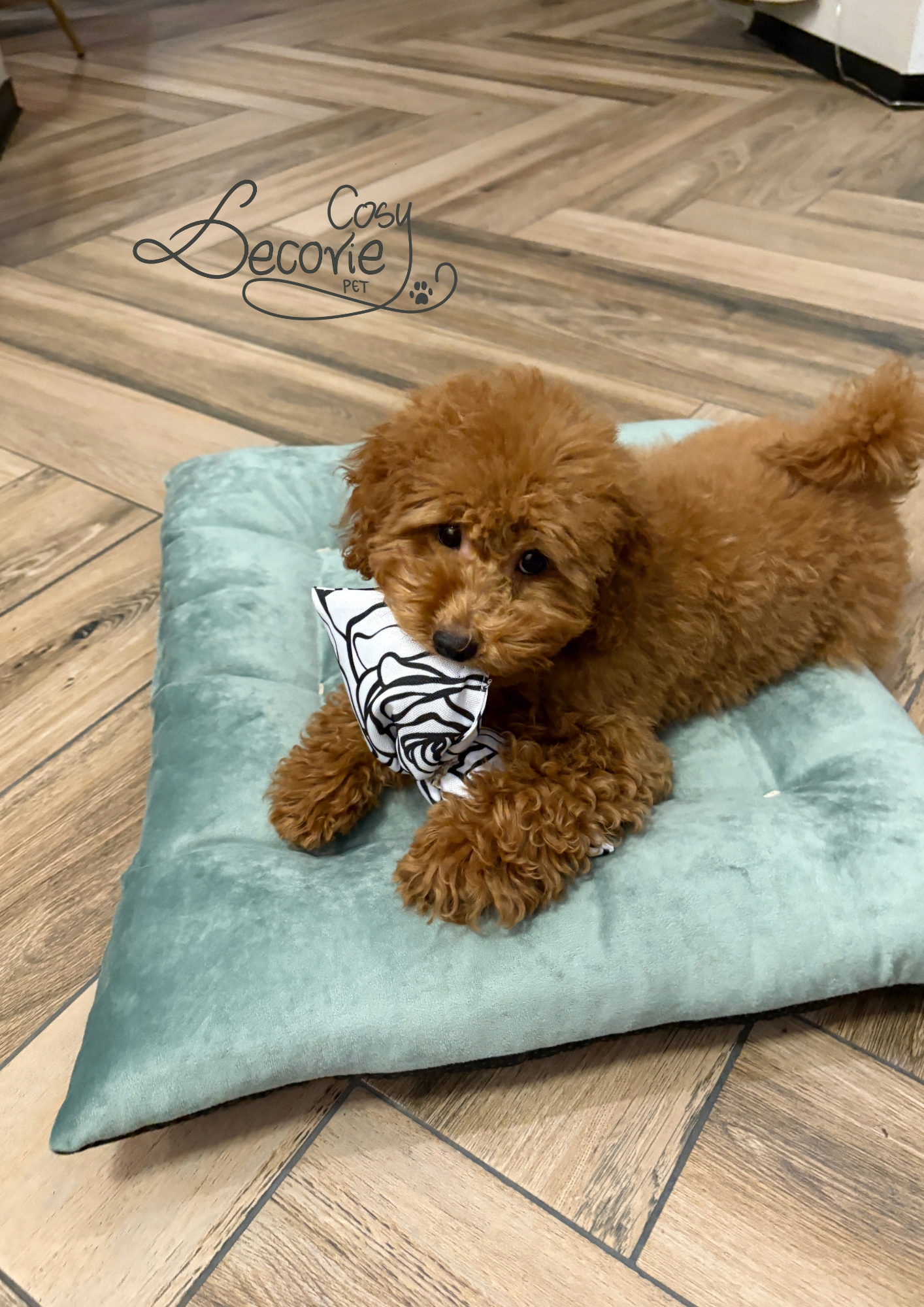 Levně Pelíšek pro psa kočku Premium| Odolné Barvy Střední