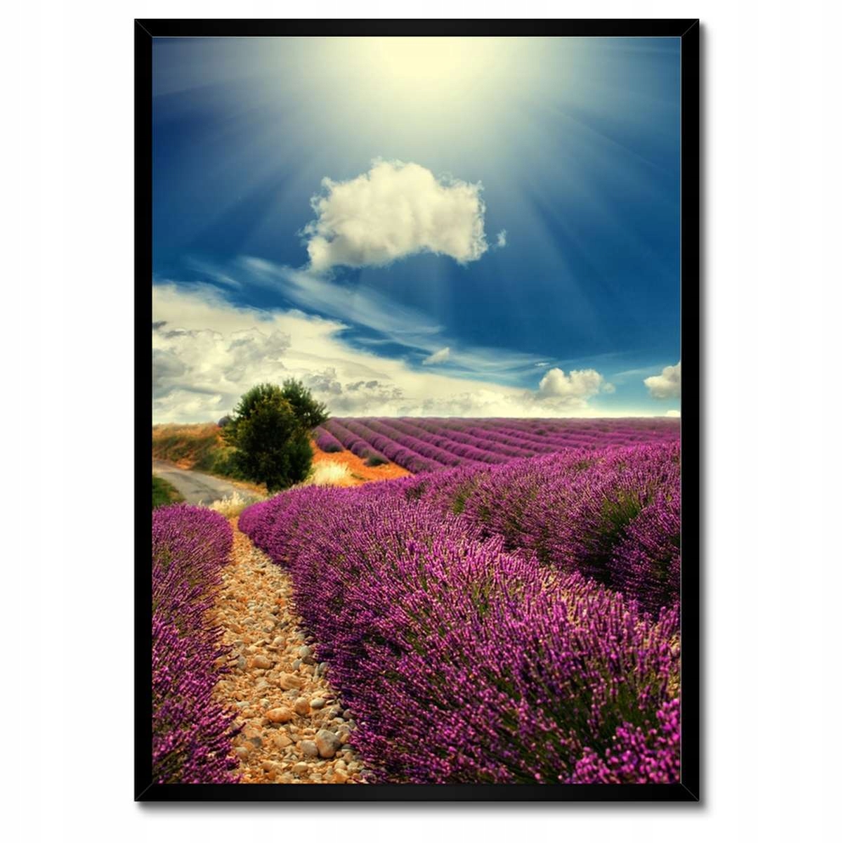 Plakáty v rámu 50x70 Levandulová krajina