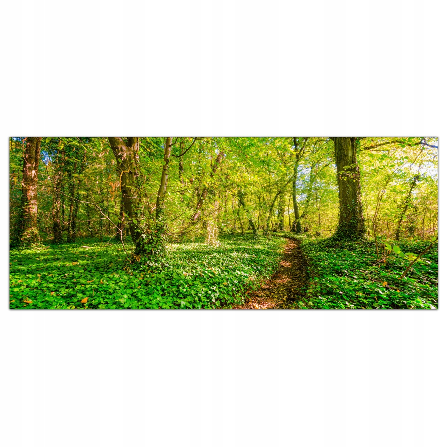 

Obraz Szklany Foto-obraz Las Natura Drzewa 125x50