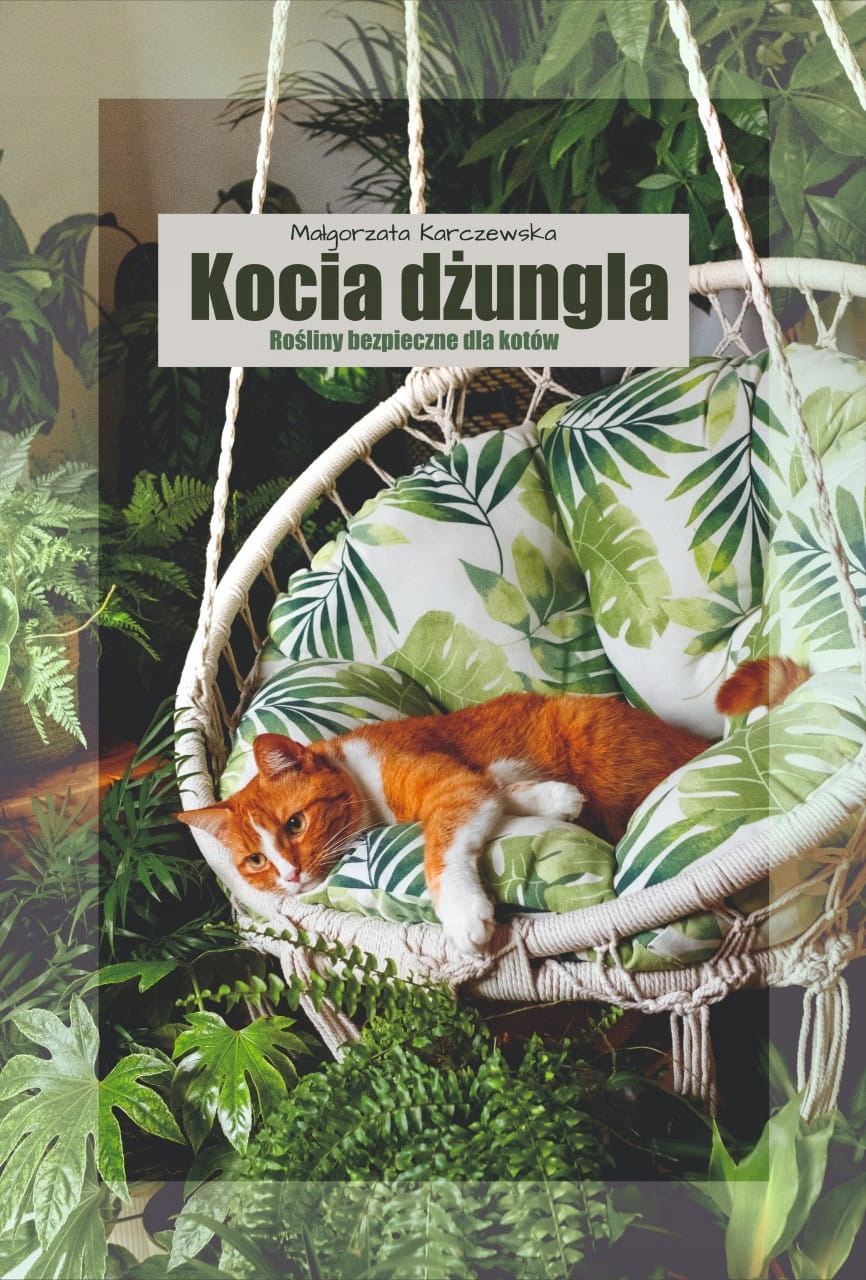 Kocia dżungla - o roślinach bezpiecznych dla kotów