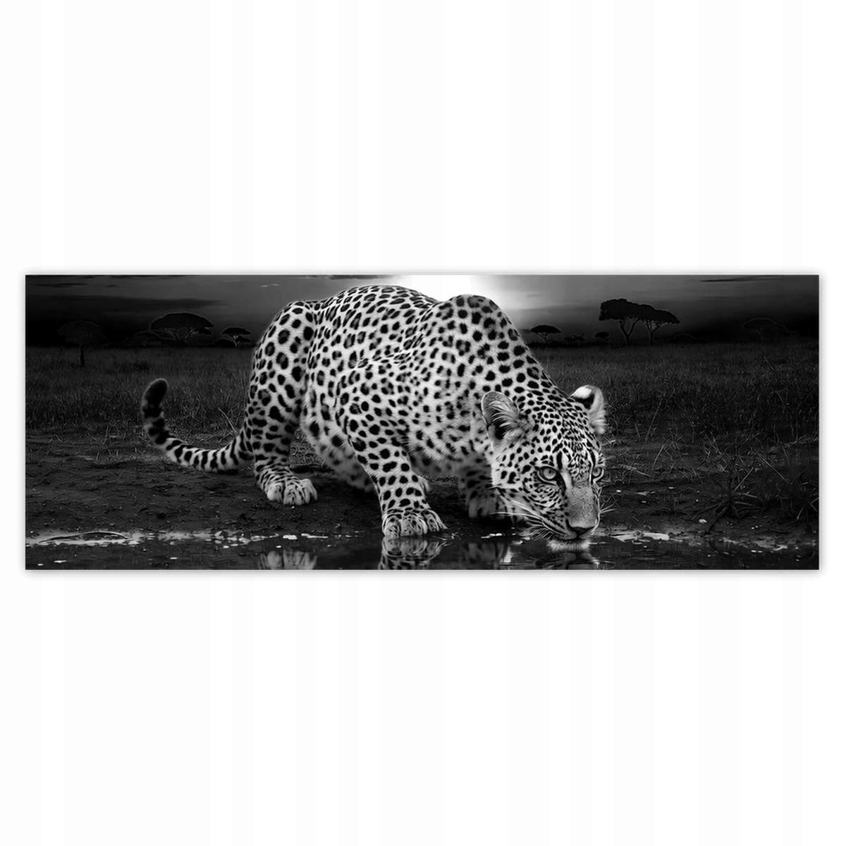 Fototapety 250x93 Na Zeď Gepard Tygr Salon