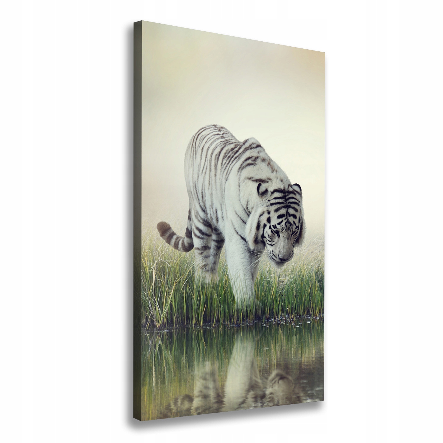 

Foto obraz canvas do salonu Biały tygrys 70x140