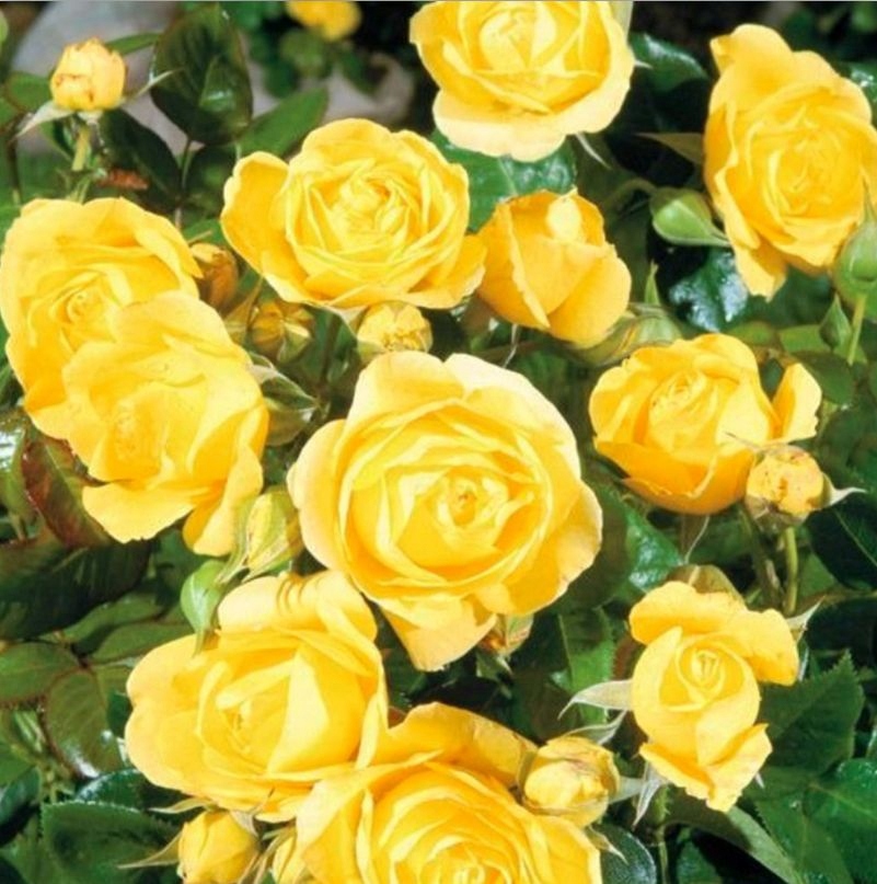 Róża ŻÓŁTA Rabatowa Ozdobna Na Rabatę Pokrój Krzaczasty Promień Słońca