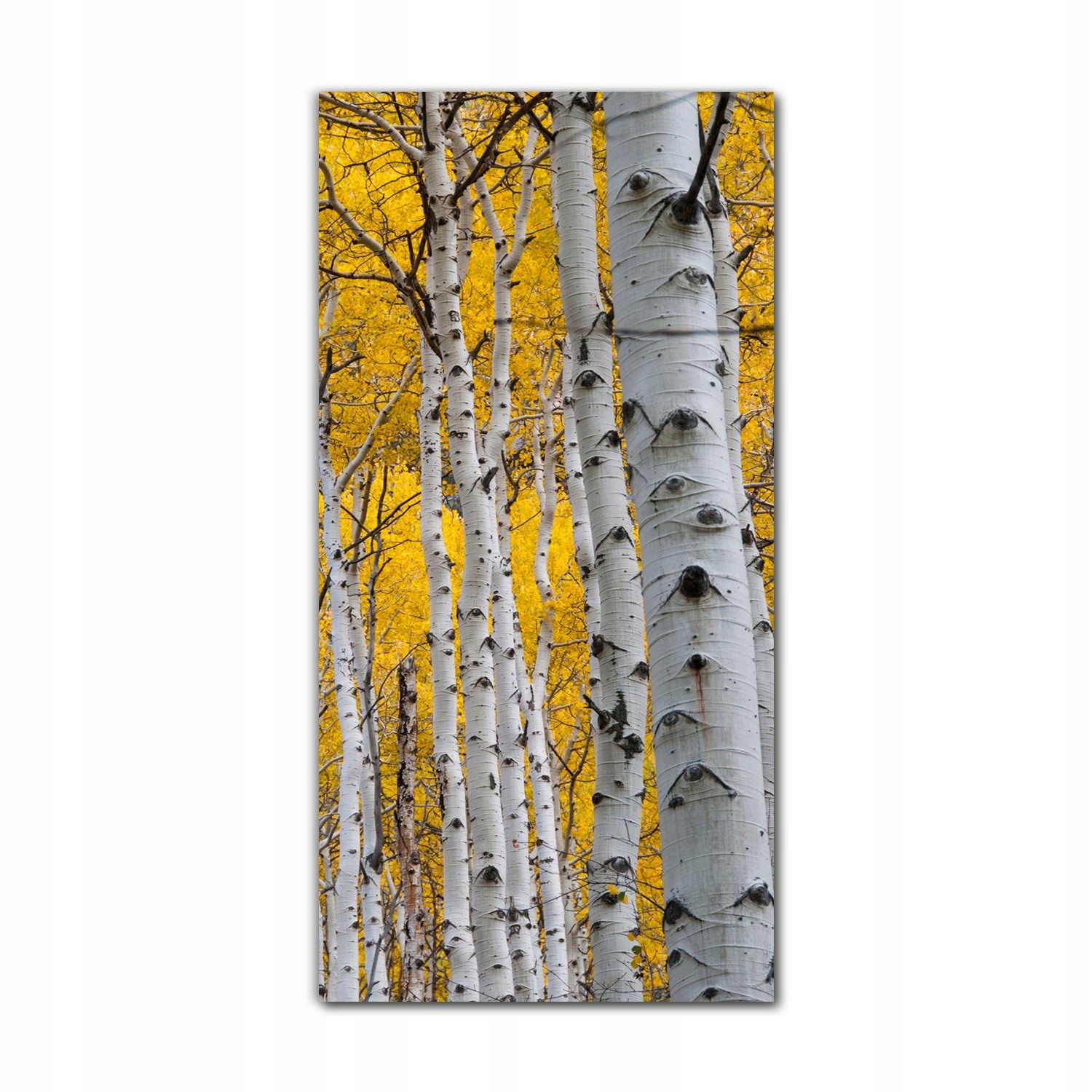 

Foto na szkle do salonu 70x140 Las jesień drzewa