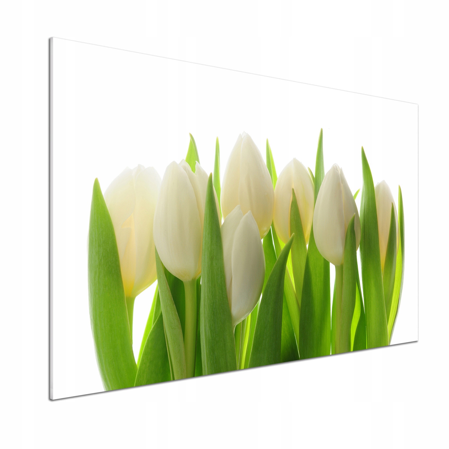 Panel medzi nábytkom v kuchyni Tulipány 100x70 Lepidlo