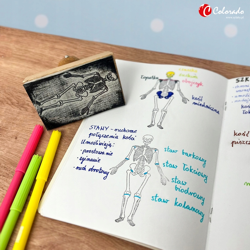 STEMPEL – SZKIELET CZŁOWIEKA – PRZÓD Kod producenta 1159