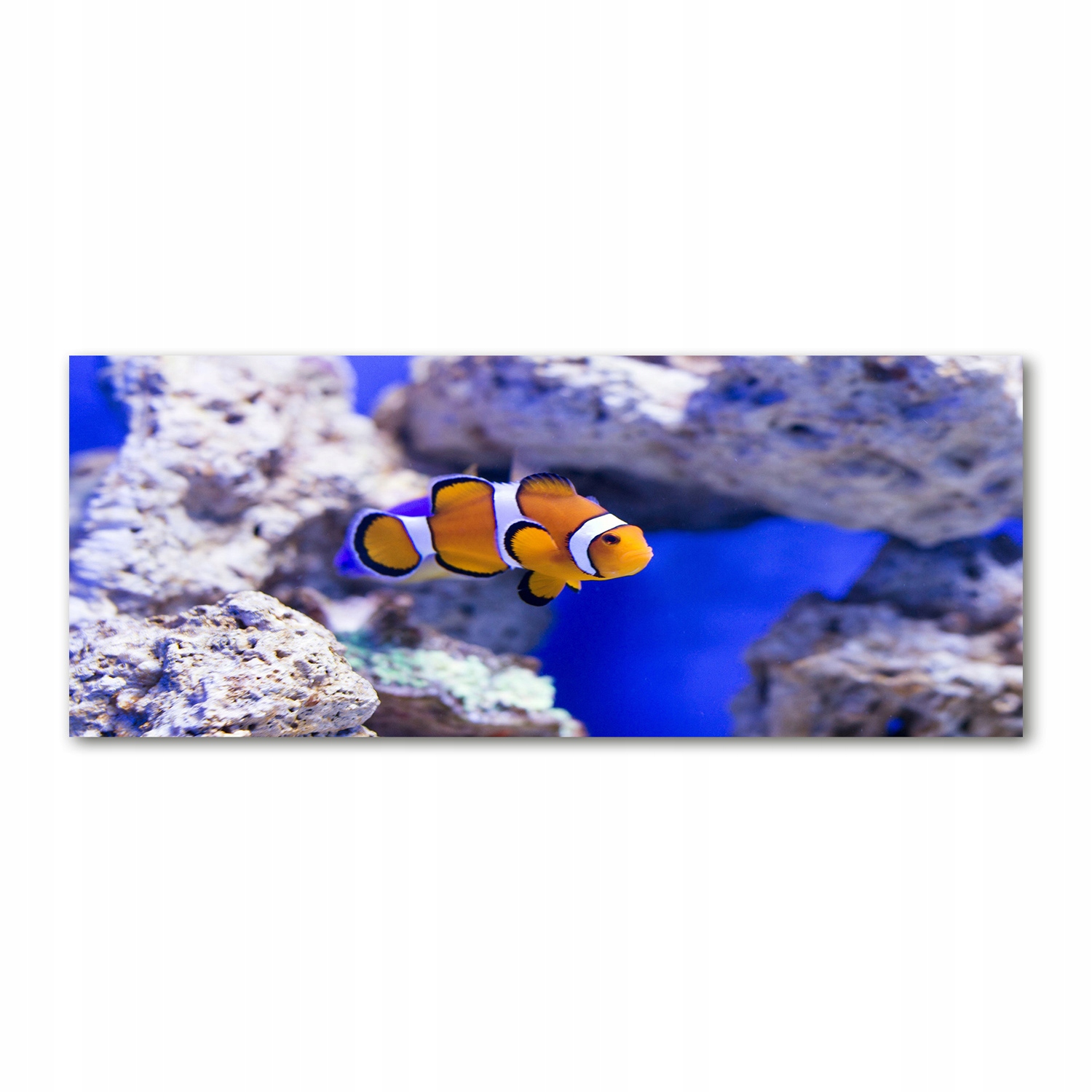 

Foto-obraz pleksi Błazenek rafa koralowa 125x50 cm