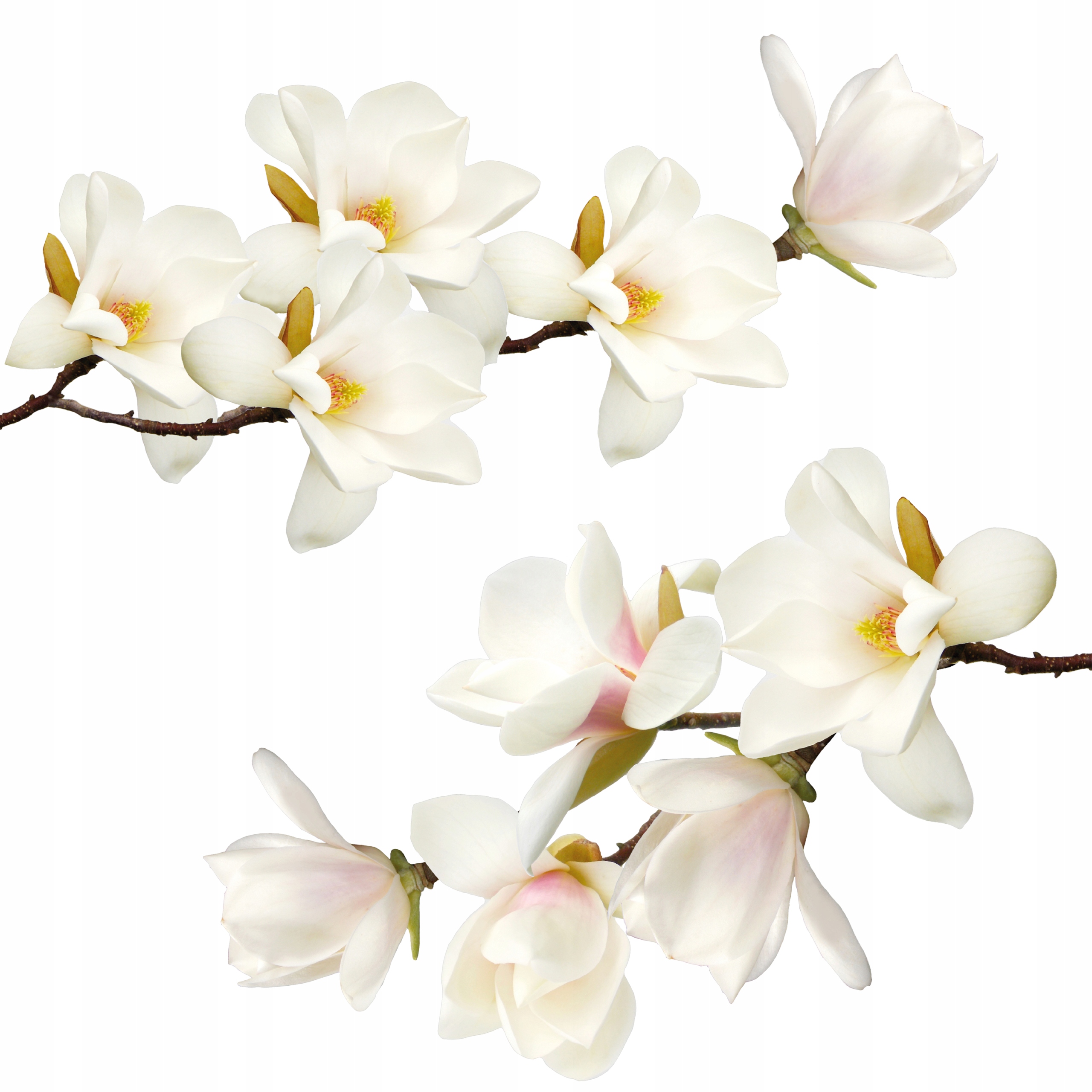 

naklejki na ścianę Biała Magnolia 50x100cm