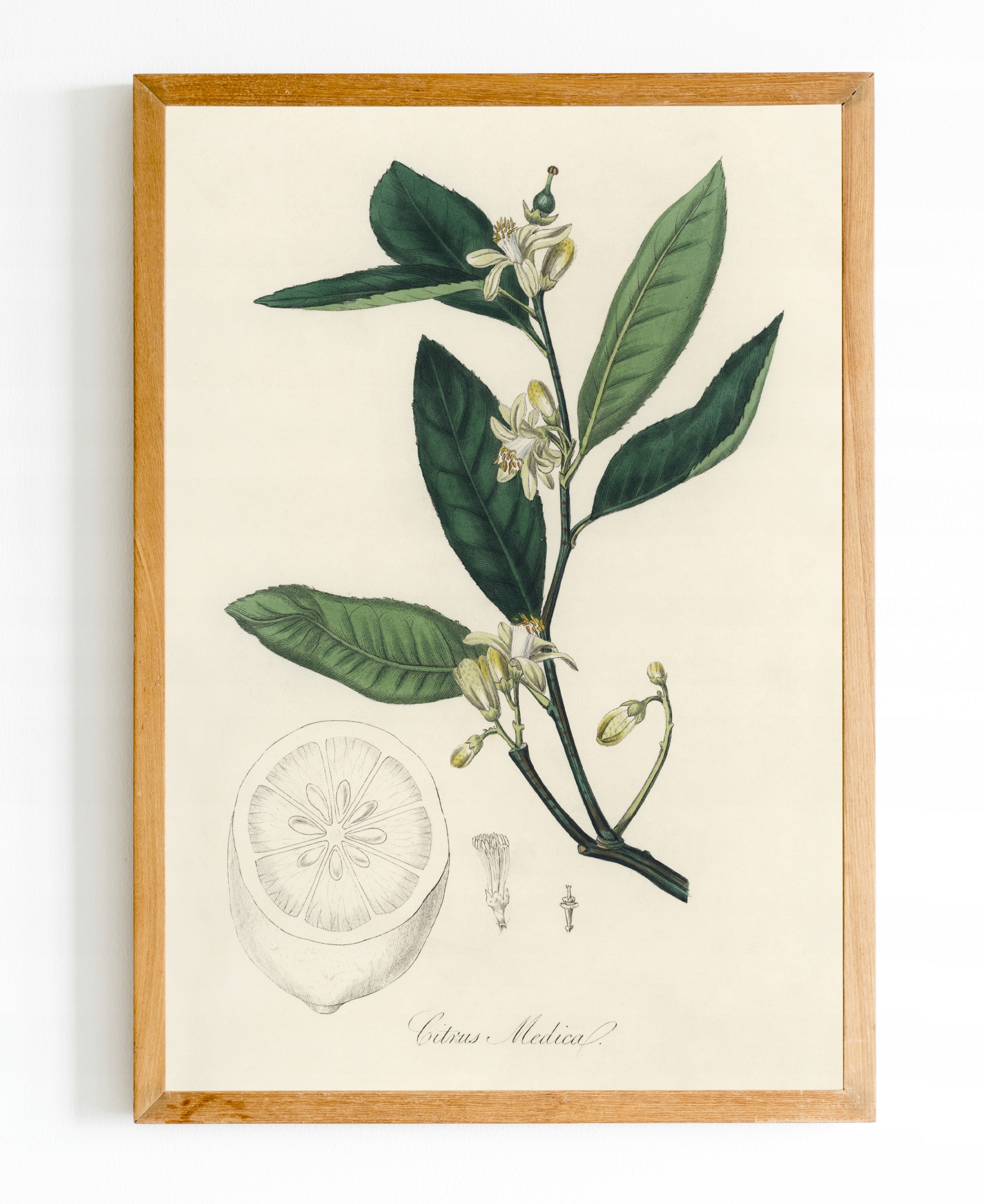 OBRAZ plakat Botanik Botanical Rośliny A4 #bn09