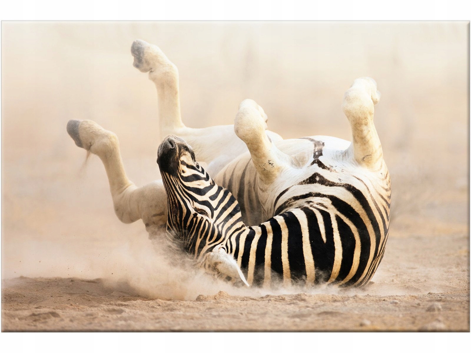 

Foto-obraz Zebra Zwierzęta Afryka 120x80 Tryptyk