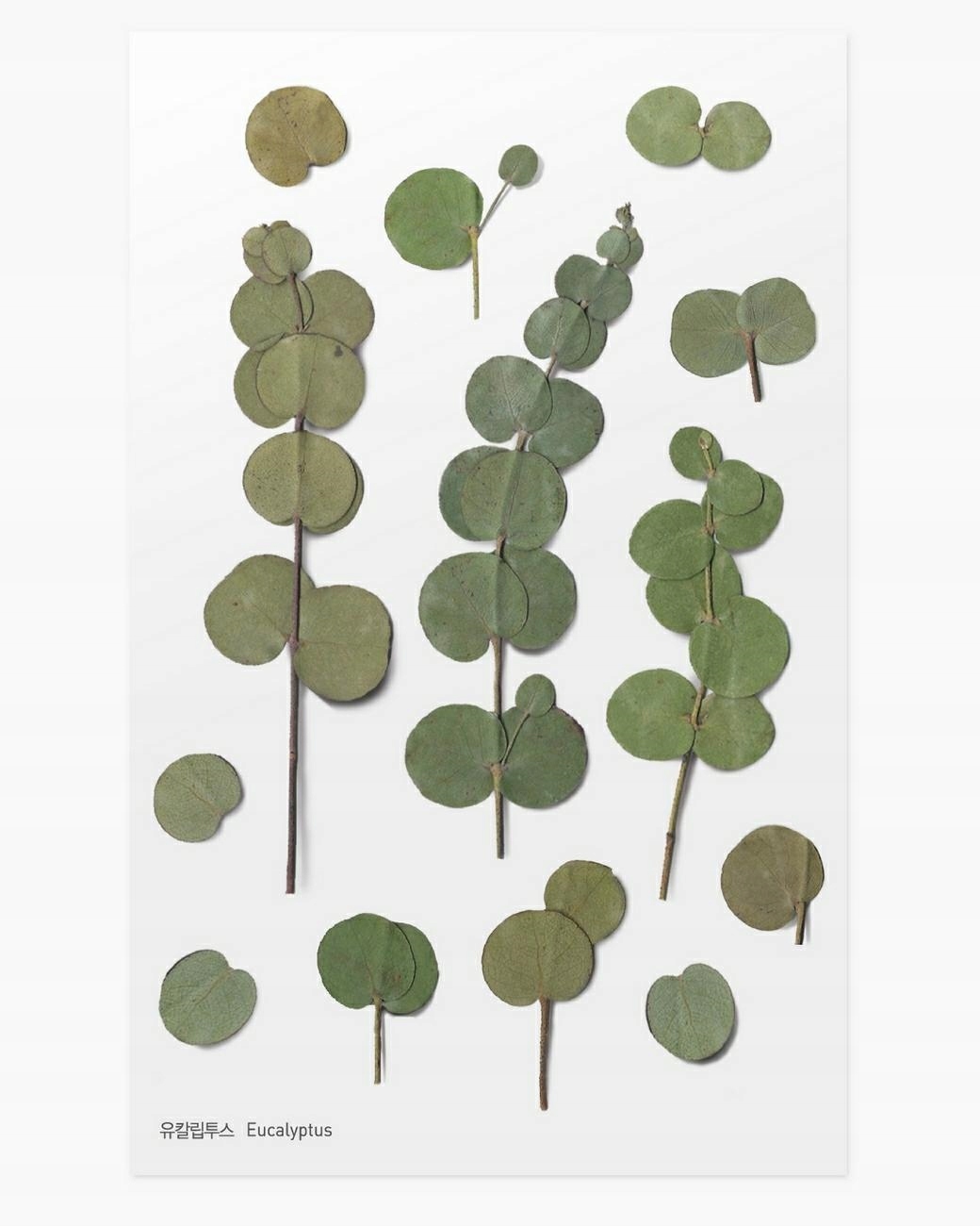 Dekoratívne rastlinné samolepky Eukalyptus