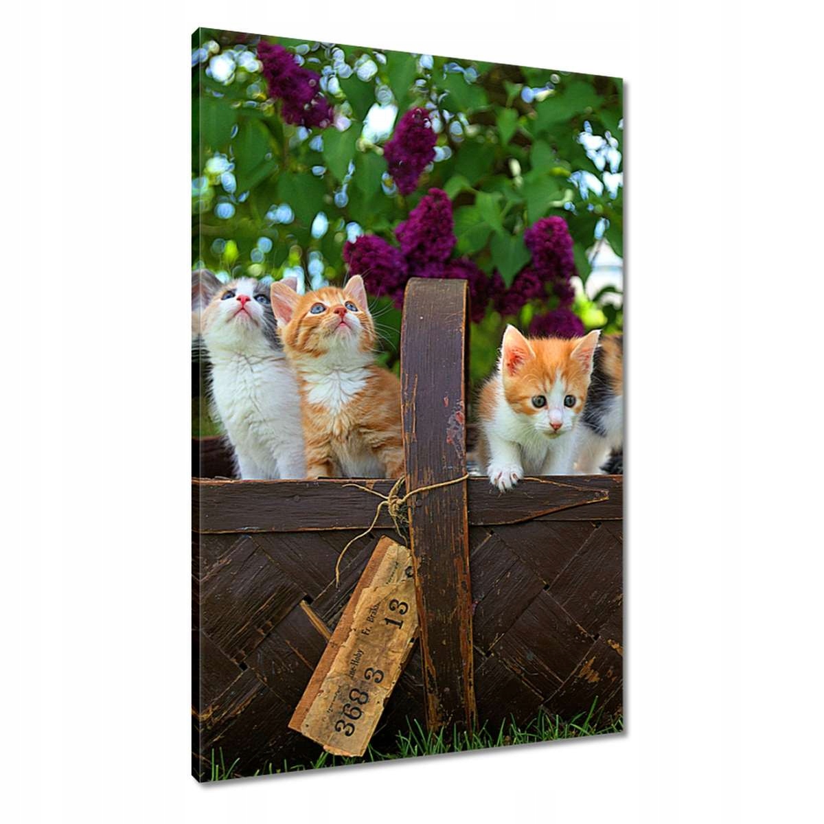 Obrazy 60x90 Kočička Kočky Kicia