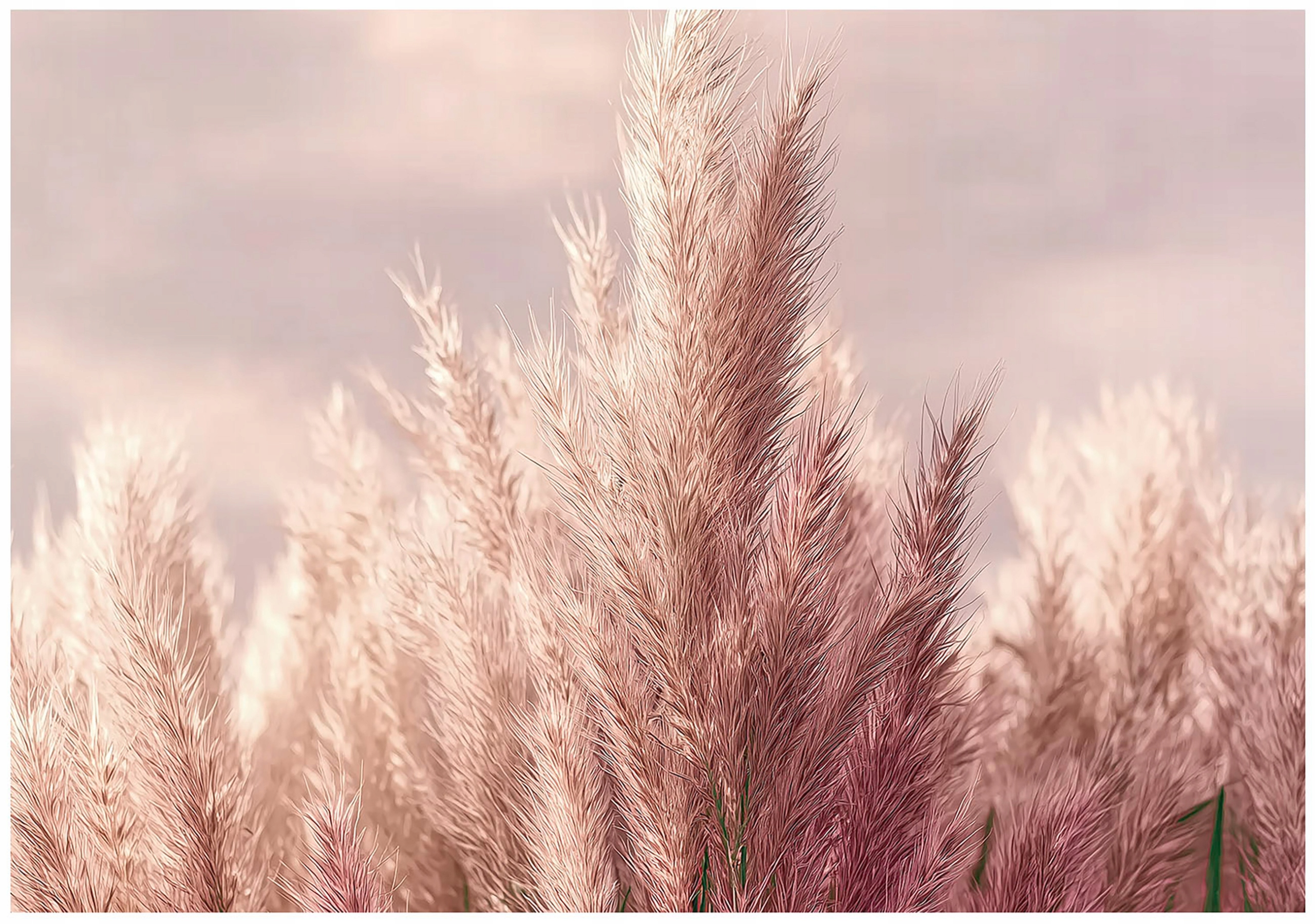 Fototapeta Tráva Boho Růžová Příroda 3D Na Zeď Ložnice Obývací Pokoj 400x280