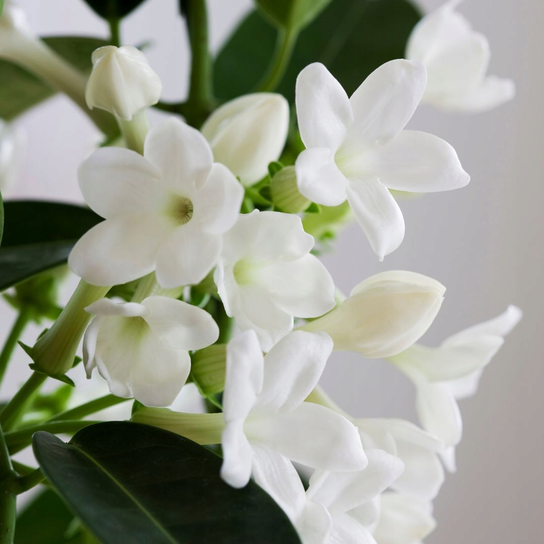 Zapach do świec wosku olejek 10ml JAŚMIN Kod producenta 5904474668832