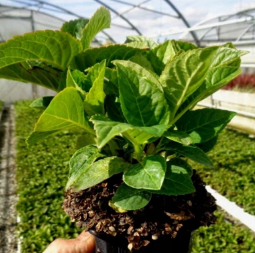 Hortensja ogrodowa Magical DAYDREAM ZMIENIA KOLORY Rodzaj rośliny Hortensje