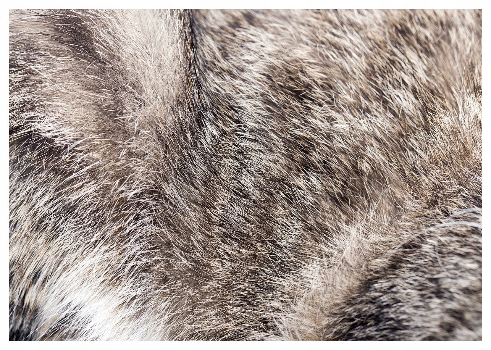 Vliesová fototapeta Kočičí srst Makro Detail Pruhy Vzor 200x140 lepidlo