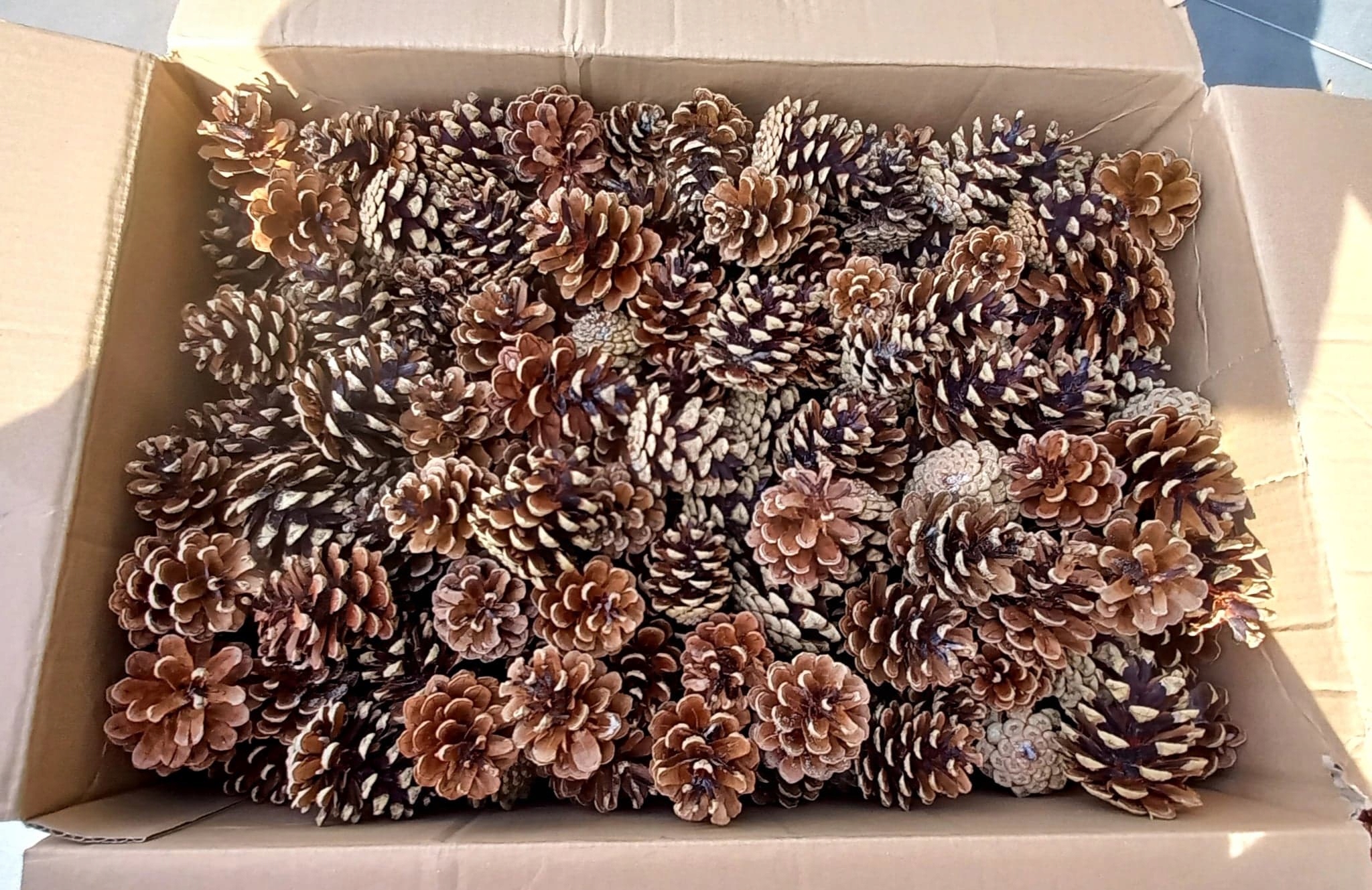 

Szyszki Naturalne Szyszka Stroik Dekoracja 6-7cm