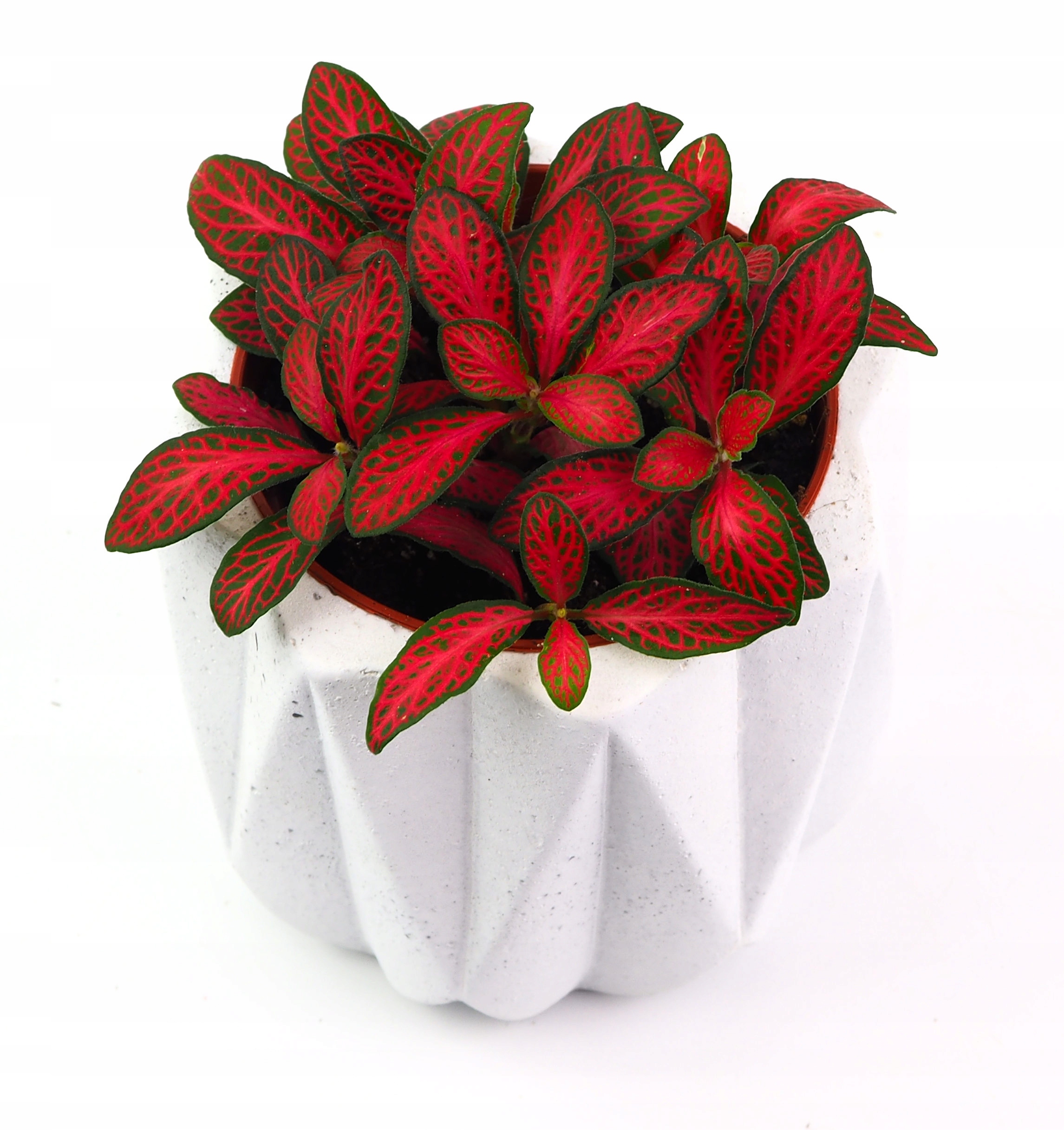 

Fittonia czerwona, Fitonia do las w słoiku