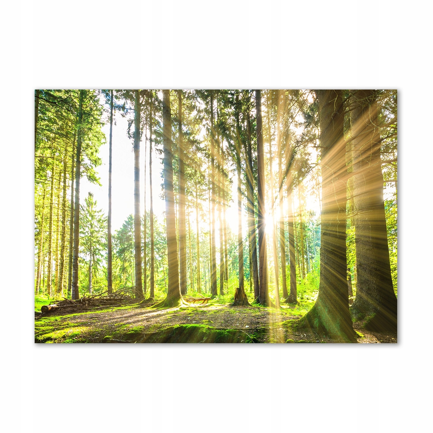 

Foto obraz szkło akrylowy Las w słońcu 100x70 cm
