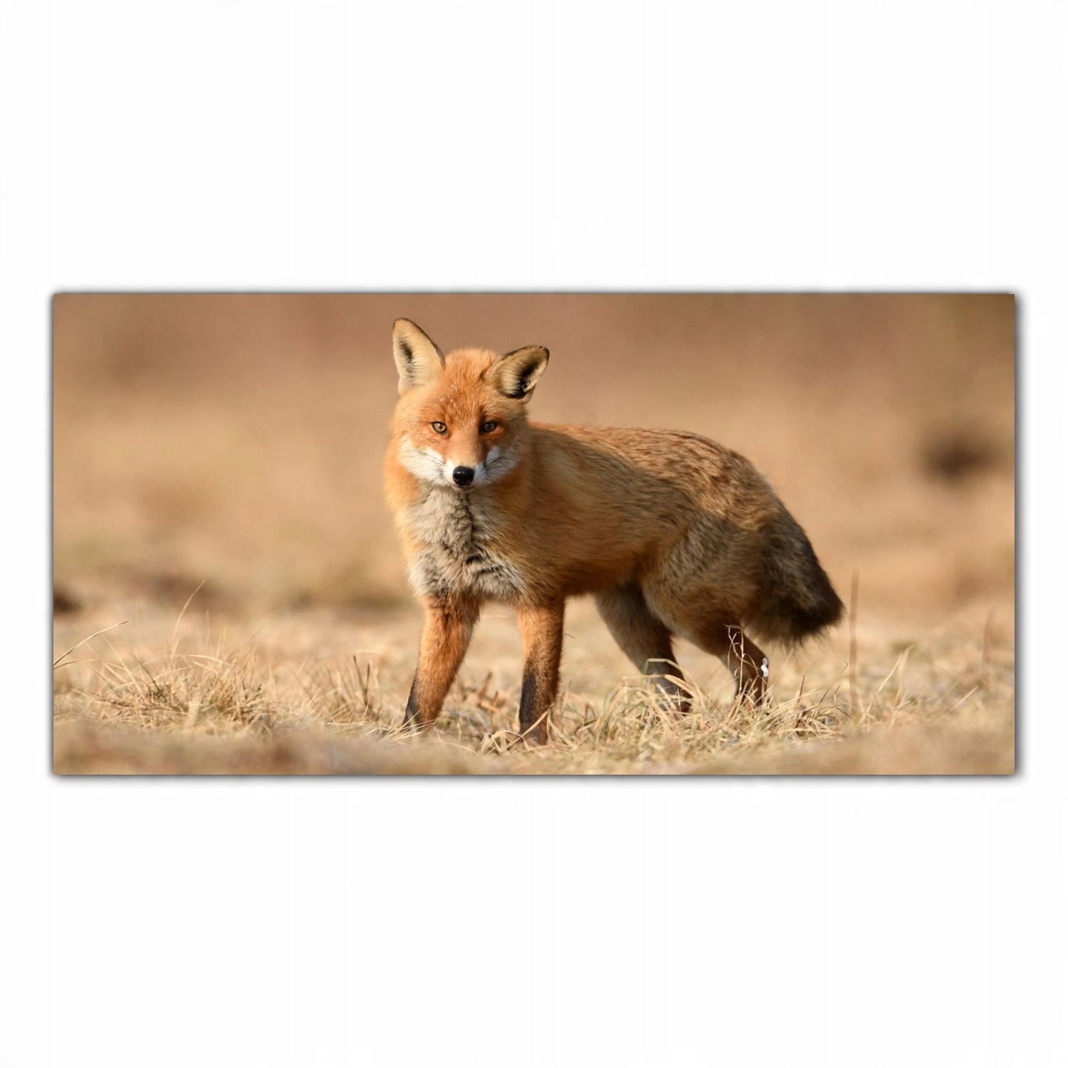 

Obraz na szkle Foto Jesień Krajobraz Lis 120x60