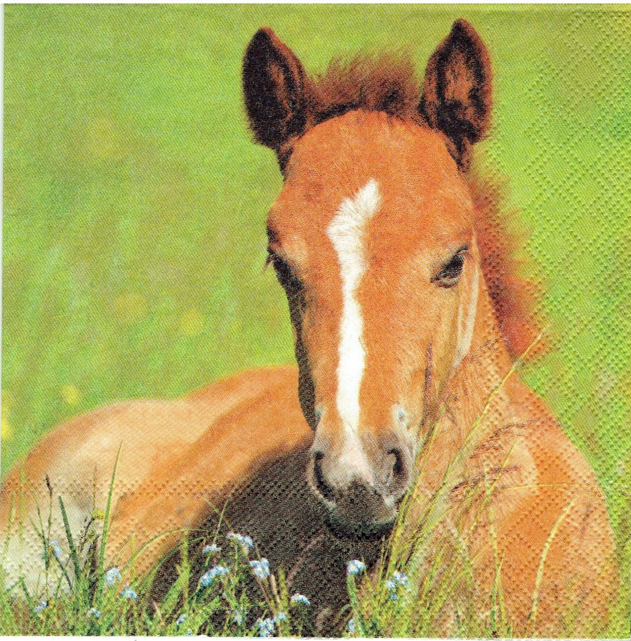 лошадь 20 лет