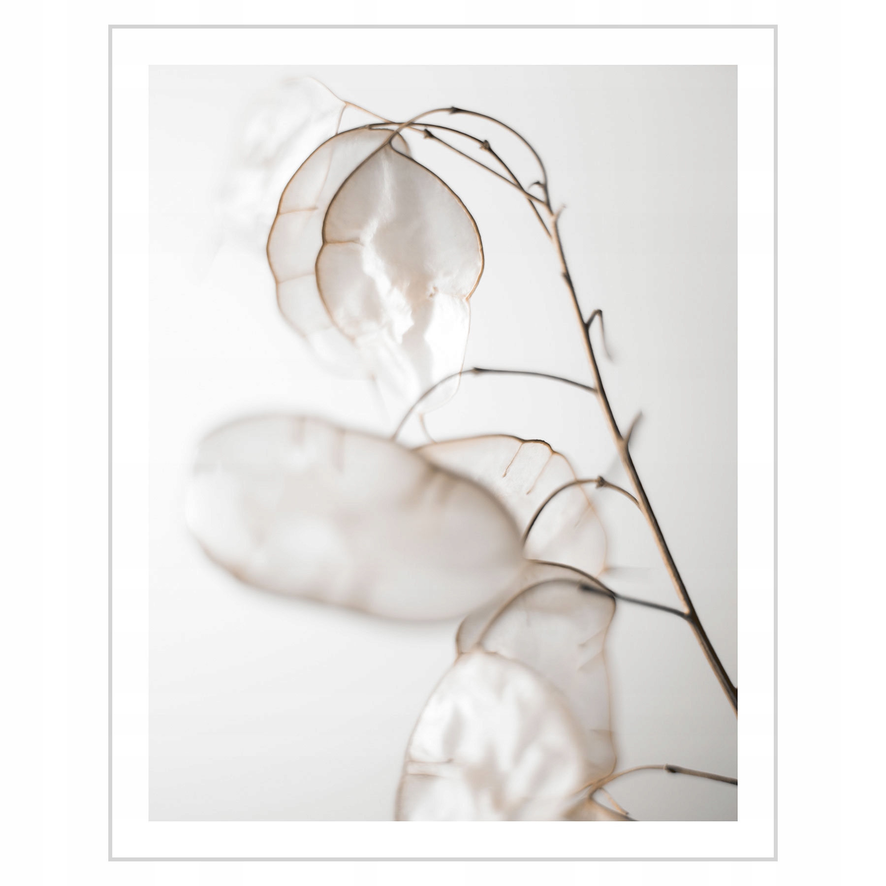 

Plakat 40x50 Lunaria Miesiącznica Kwiaty naturalne