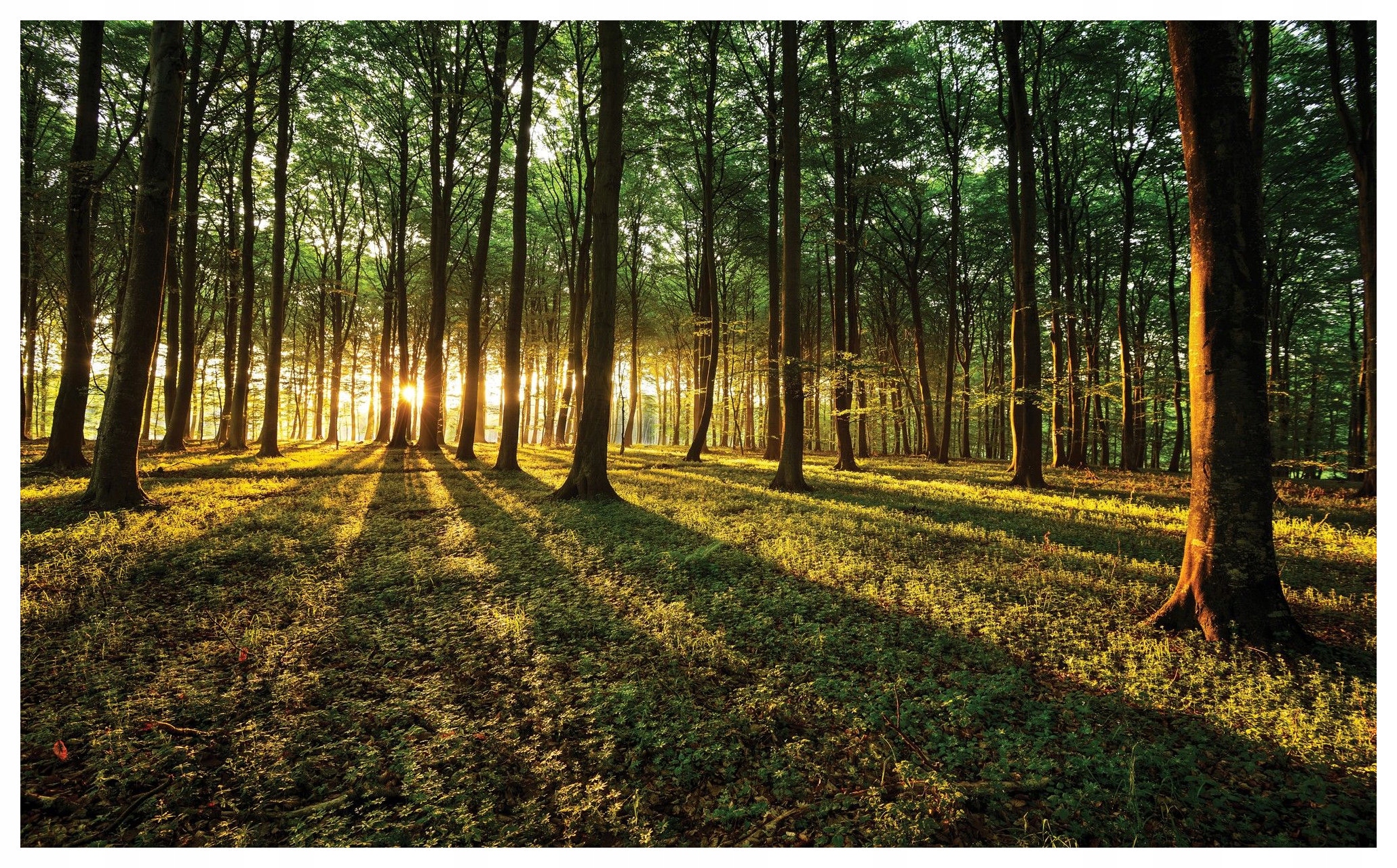 Fototapeta Slunečný les Ráno v lese Lesní krajina 350x250 lepidlo