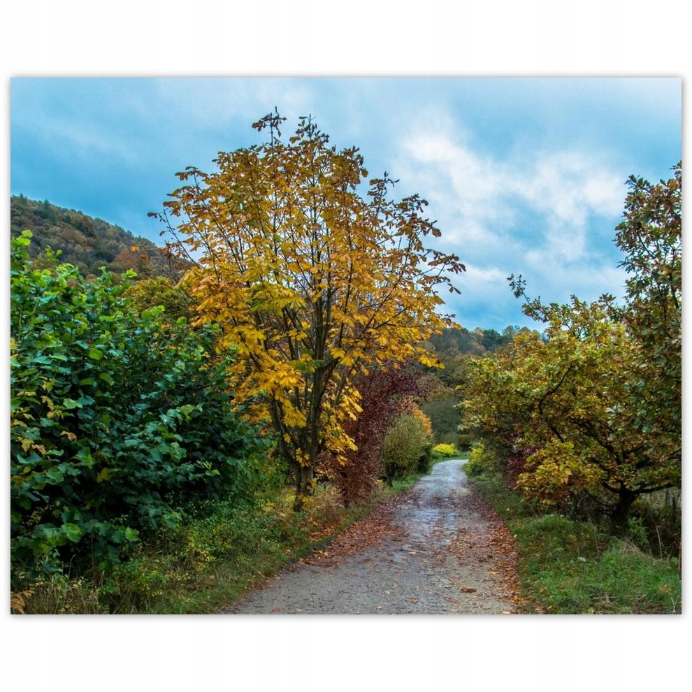 

Plakat 50x40 Drzewa jesienią